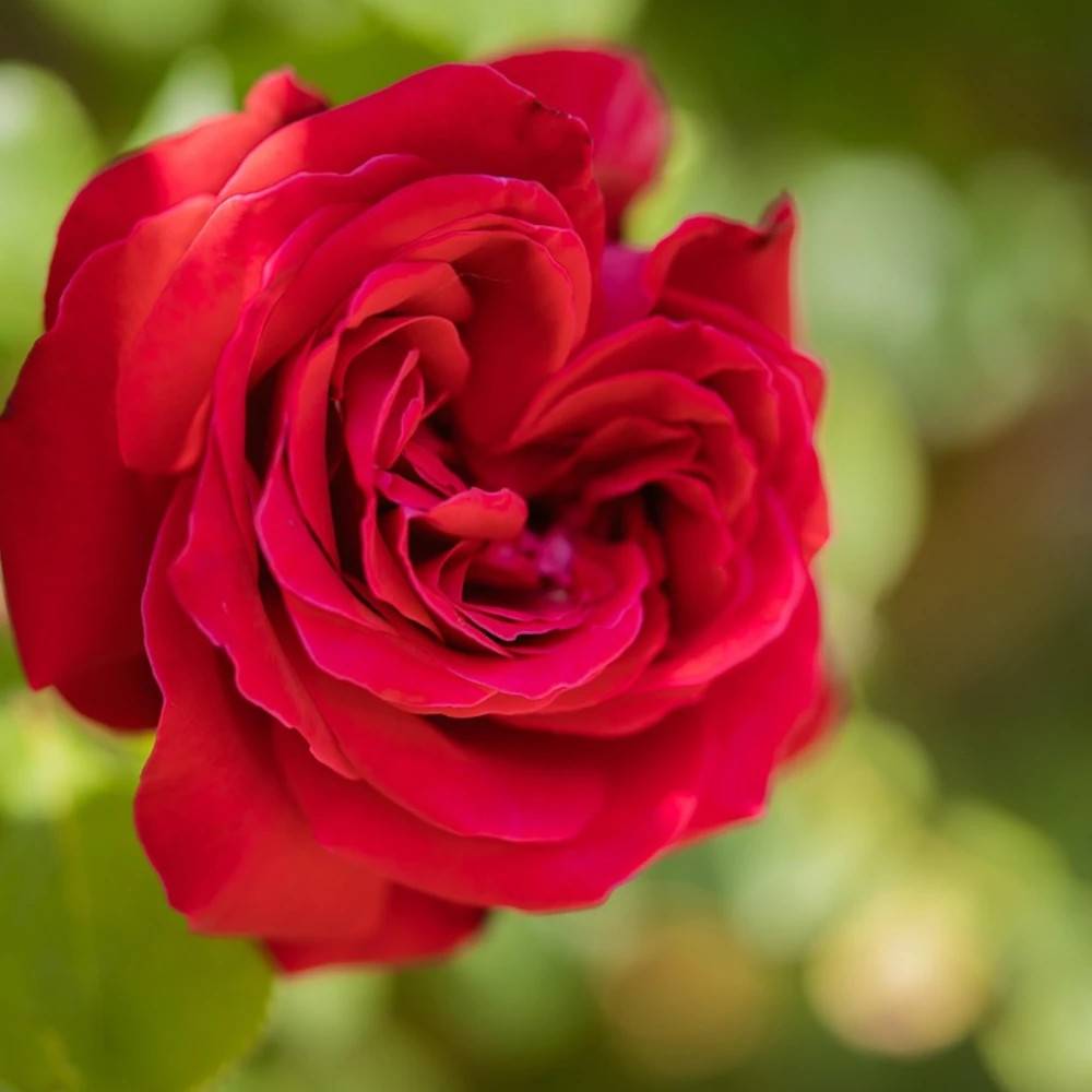 Rosier grimpant Salammbô® 'Delperl' à fleurs Rouge/ - feuillage Caduc - Pot de 3L - Touffe - Image 1