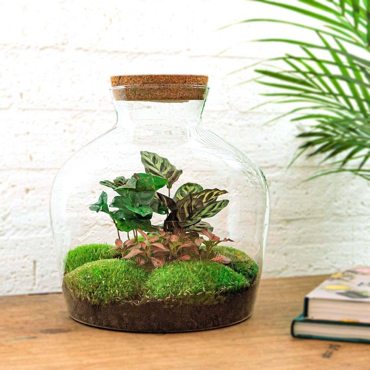 La Green Touch - Kit Terrarium DIY - JOY- La Green Touch  Calathea + Caféier + Fittonia rouge - Sans outil