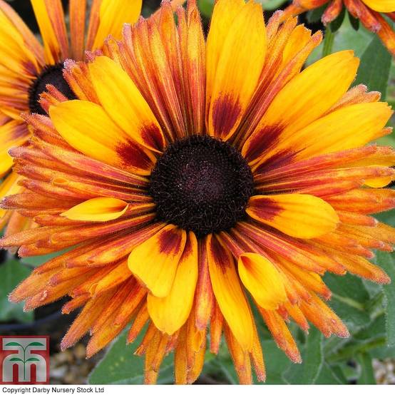 Graines de Rudbeckia Chim Chiminee - Rudbeckia hirta le sachet de 30 graines environ