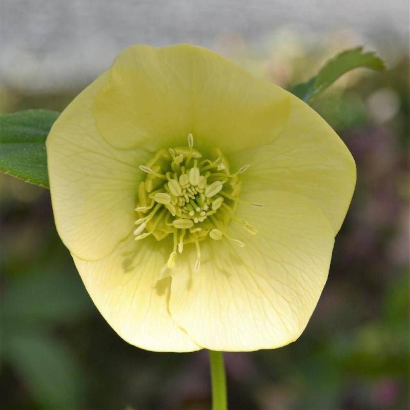 Hellébore orientale Yellow Lady à fleurs Jaune/ - feuillage Persistant - Godet - 5/20 cm
