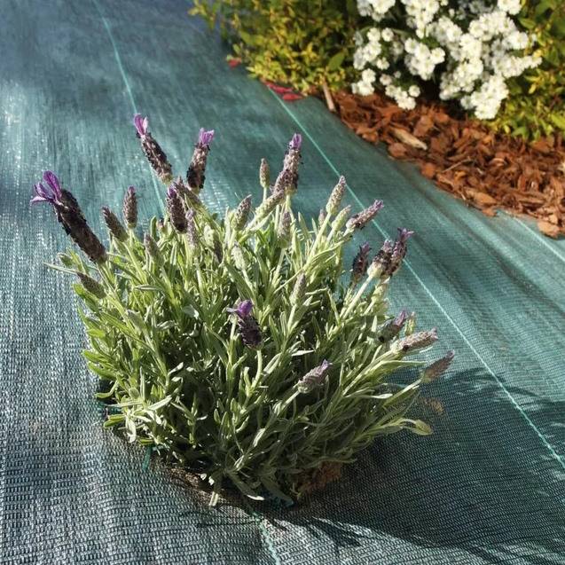 Gt Garden - Géotextile anti-mauvaises herbes tissé 110 g/m2 - 1 x 100 mètres - GT GARDEN - Imagen 3