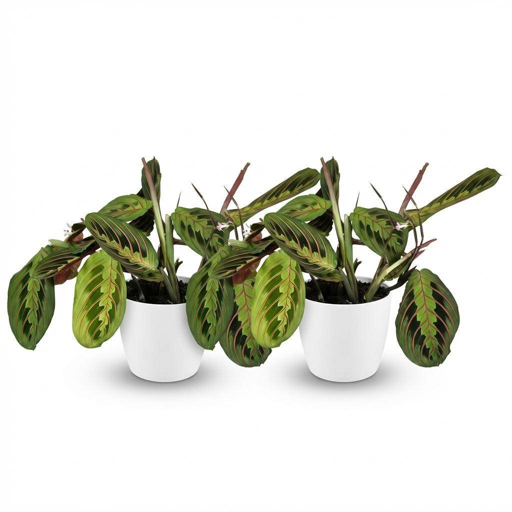 Maranta Fascinator Tricolour - H35cm - Image 4