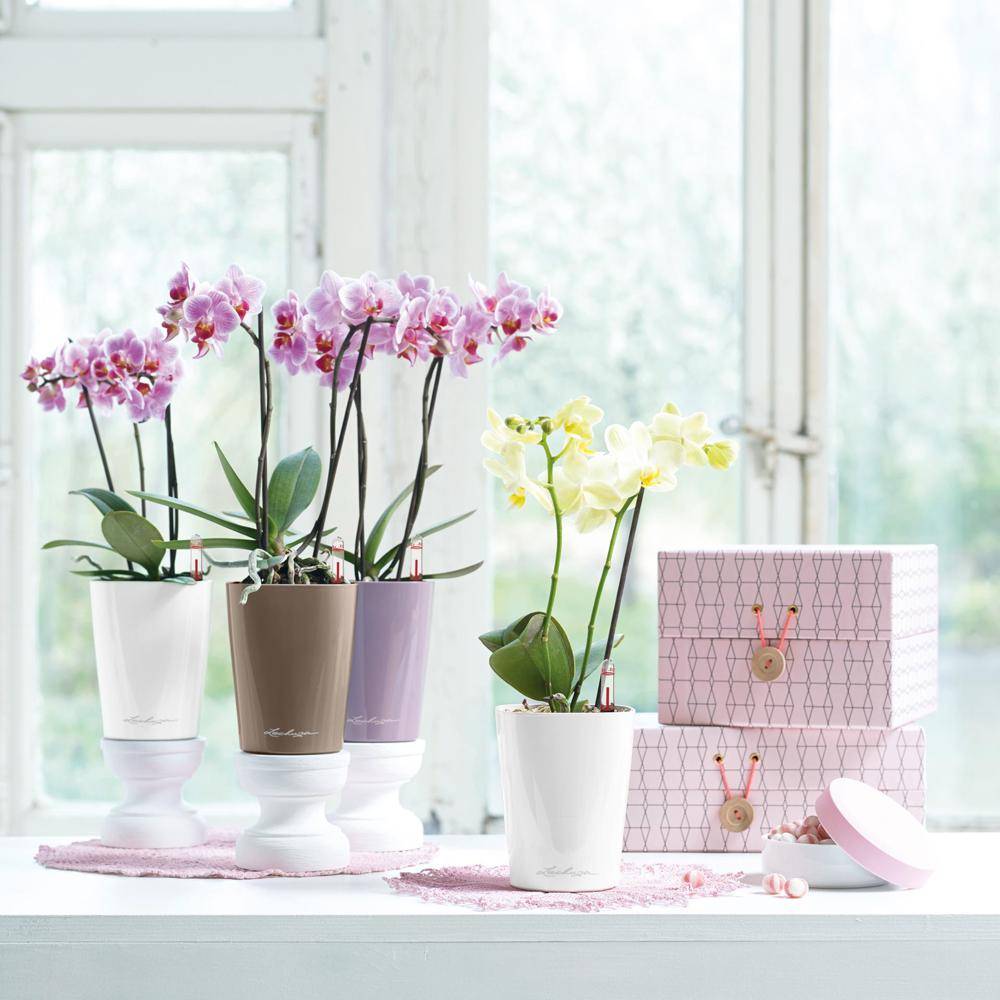 Lechuza - Pot de table Mini-Deltini - kit complet, taupe brillant Ø 10 x 13 cm Lechuza - Imagen 3