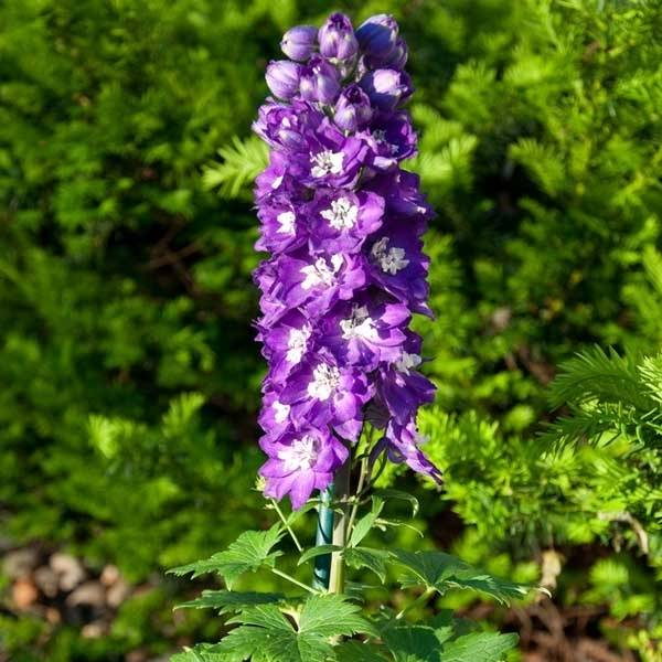 Promesse de Fleurs - Delphinium Pacific King Arthur - Pied d'Alouette vivace Pot de 1L/1,5L