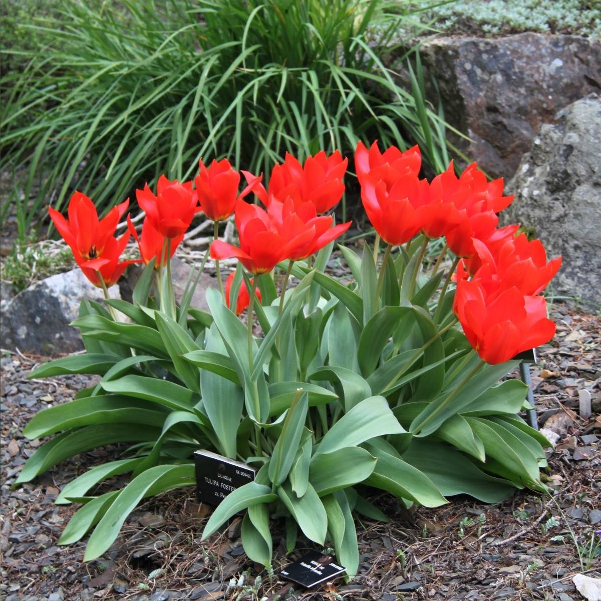 Promesse de Fleurs - Tulipe fosteriana Princeps Bulbe calibre 12+ (par 10)