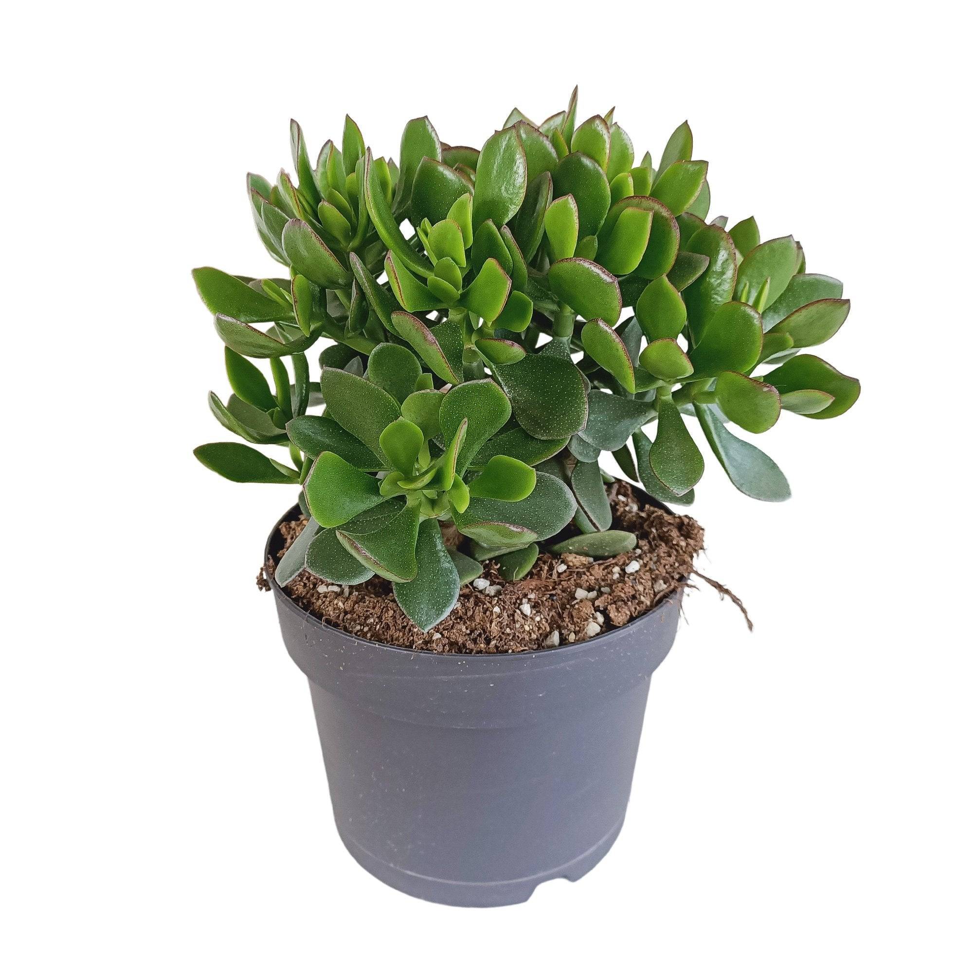 La Green Touch - Crassula Minova Écarlate- La Green Touch - Imagen 1