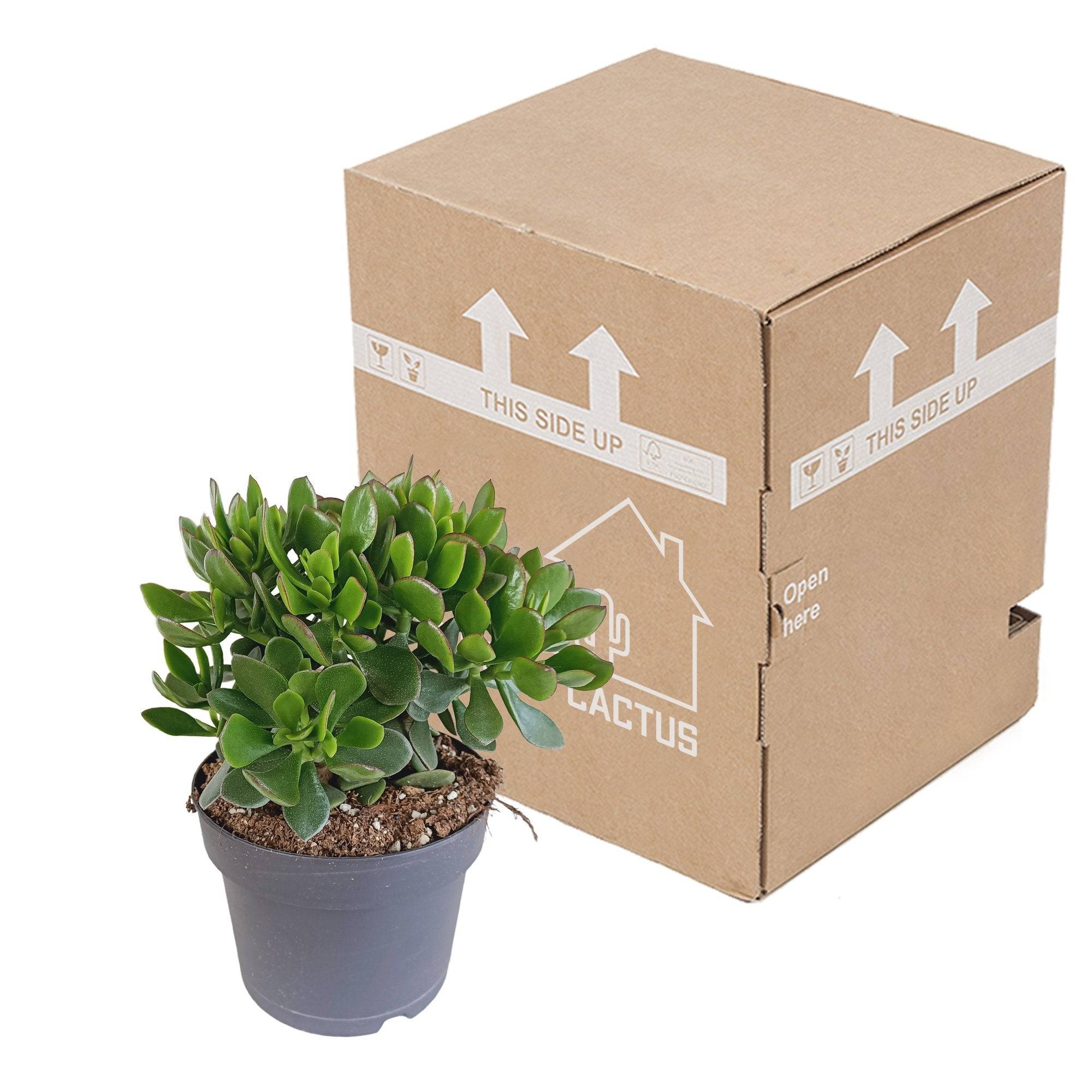 La Green Touch - Crassula Minova Écarlate- La Green Touch - Imagen 3
