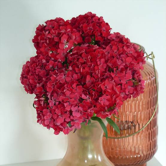Graines d'Œillet de poète Flora Pearl Terracotta - Dianthus barbatus le sachet de 50 graines environ
