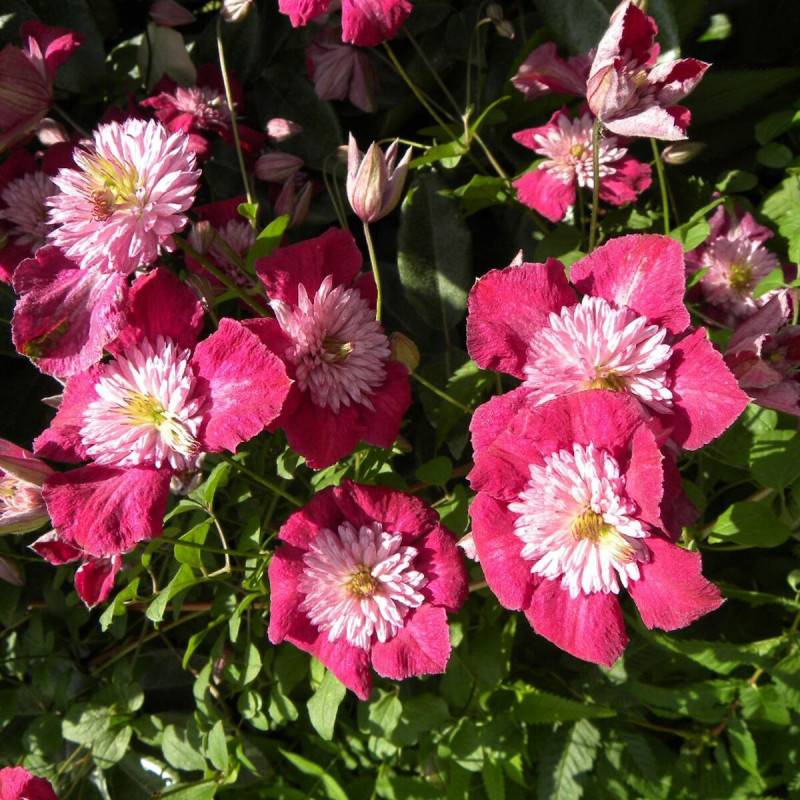 Clématite viticella Avant Garde™ 'Evipo033' à fleurs Rouge - feuillage Caduc - Pot de 2L - Tuteur bambou 60/90 cm-  hauteur à maturité De 3,00 m à 5,0 - Imagen 5