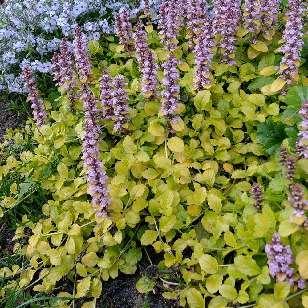 Bugle rampante - Ajuga reptans Gold Chang Godet de 8/9 cm