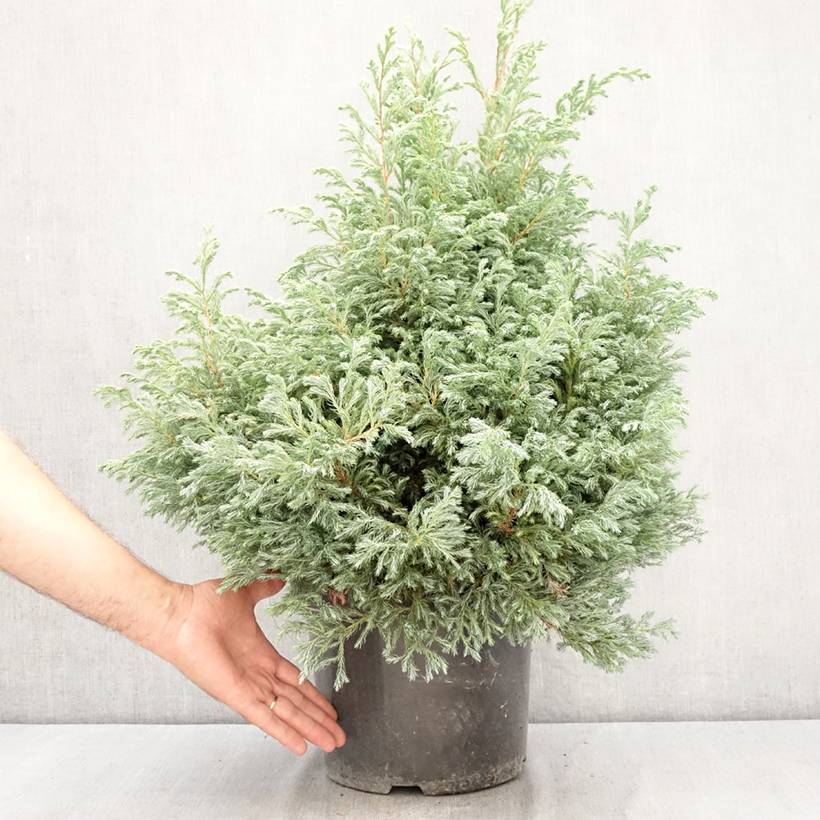 Chamaecyparis pisifera Boulevard - Cyprès Sawara   Pot de 7,5L/10L - Image 2