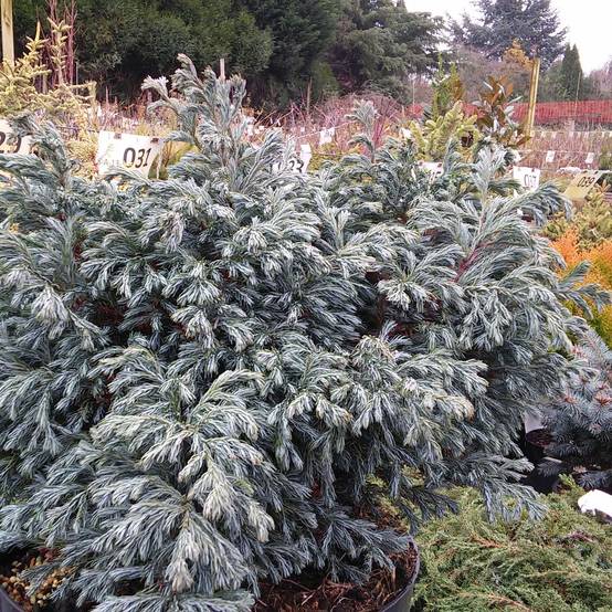 Chamaecyparis pisifera Boulevard - Cyprès Sawara Pot de 7,5L/10L - Image 1