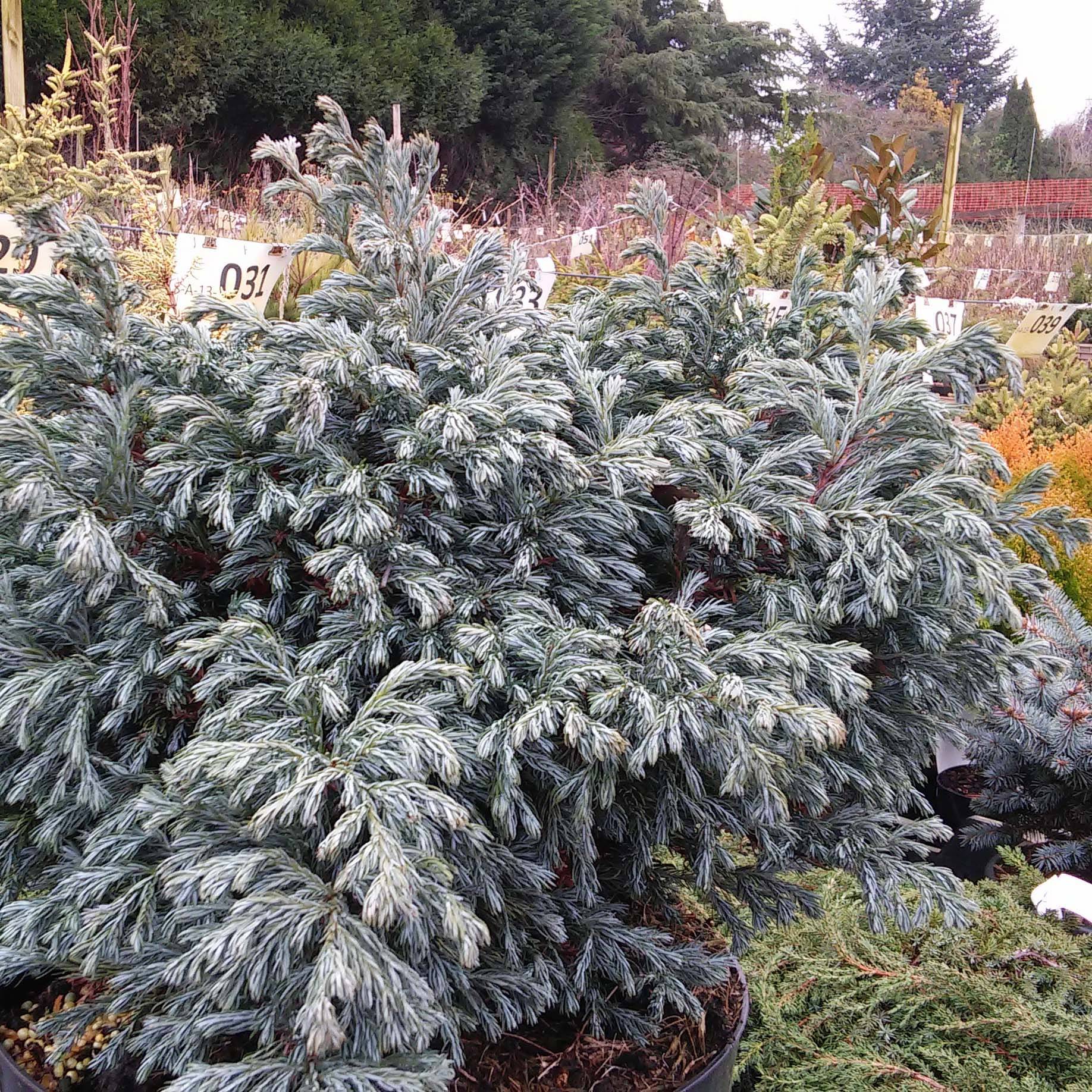 Chamaecyparis pisifera Boulevard - Cyprès Sawara   Pot de 7,5L/10L - Image 1