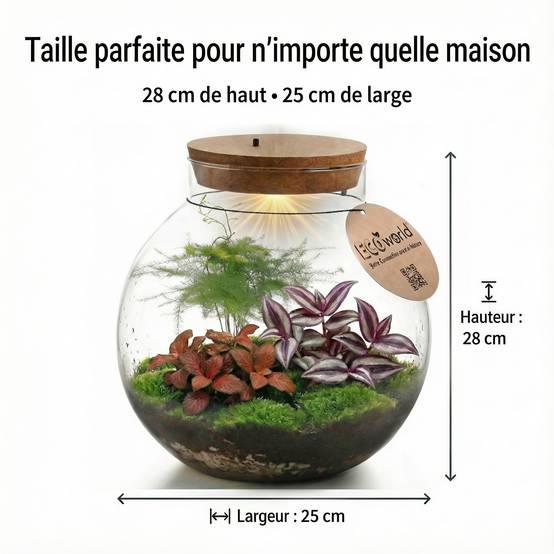 0 - Terrarium Grand - Ø25 cm - Écosystème - Verre - DIY - Image 6