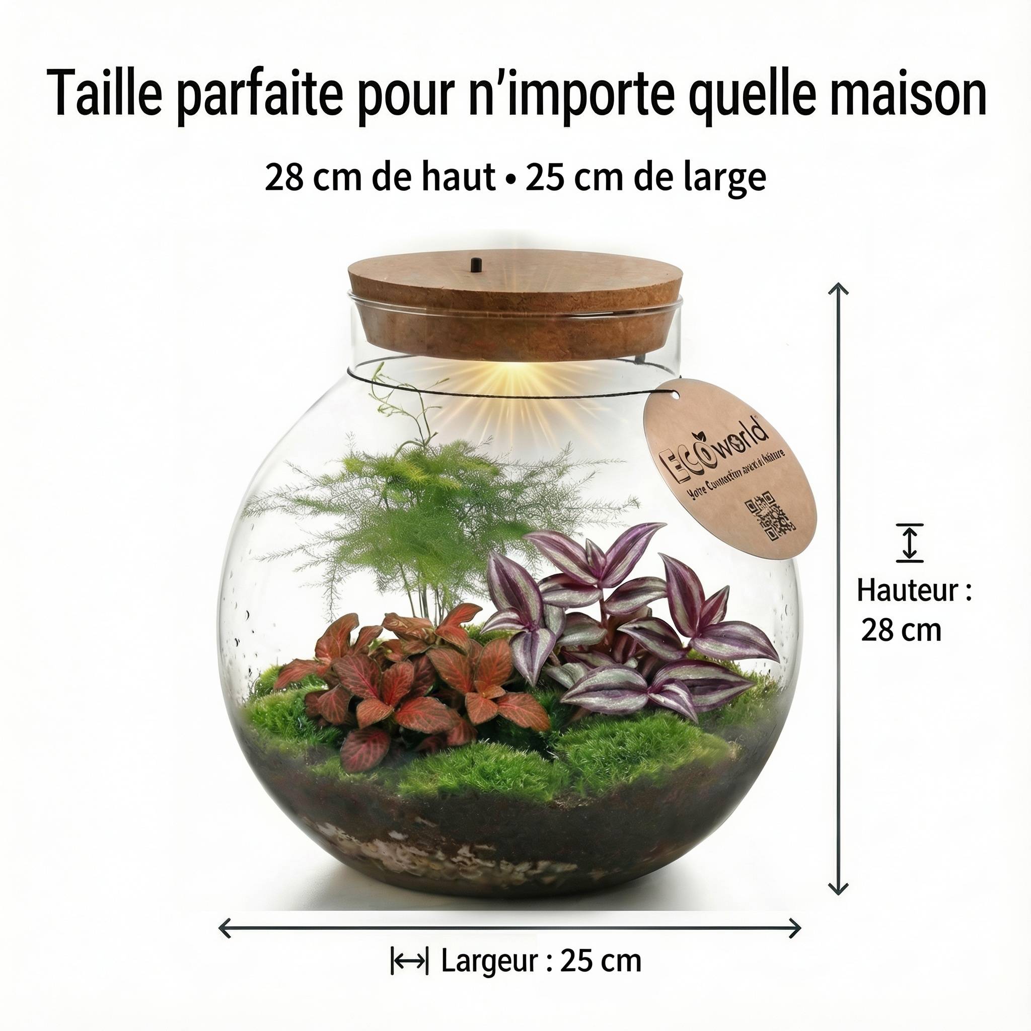 0 - Terrarium Grand - Ø25 cm - Écosystème - Verre - DIY - Image 6