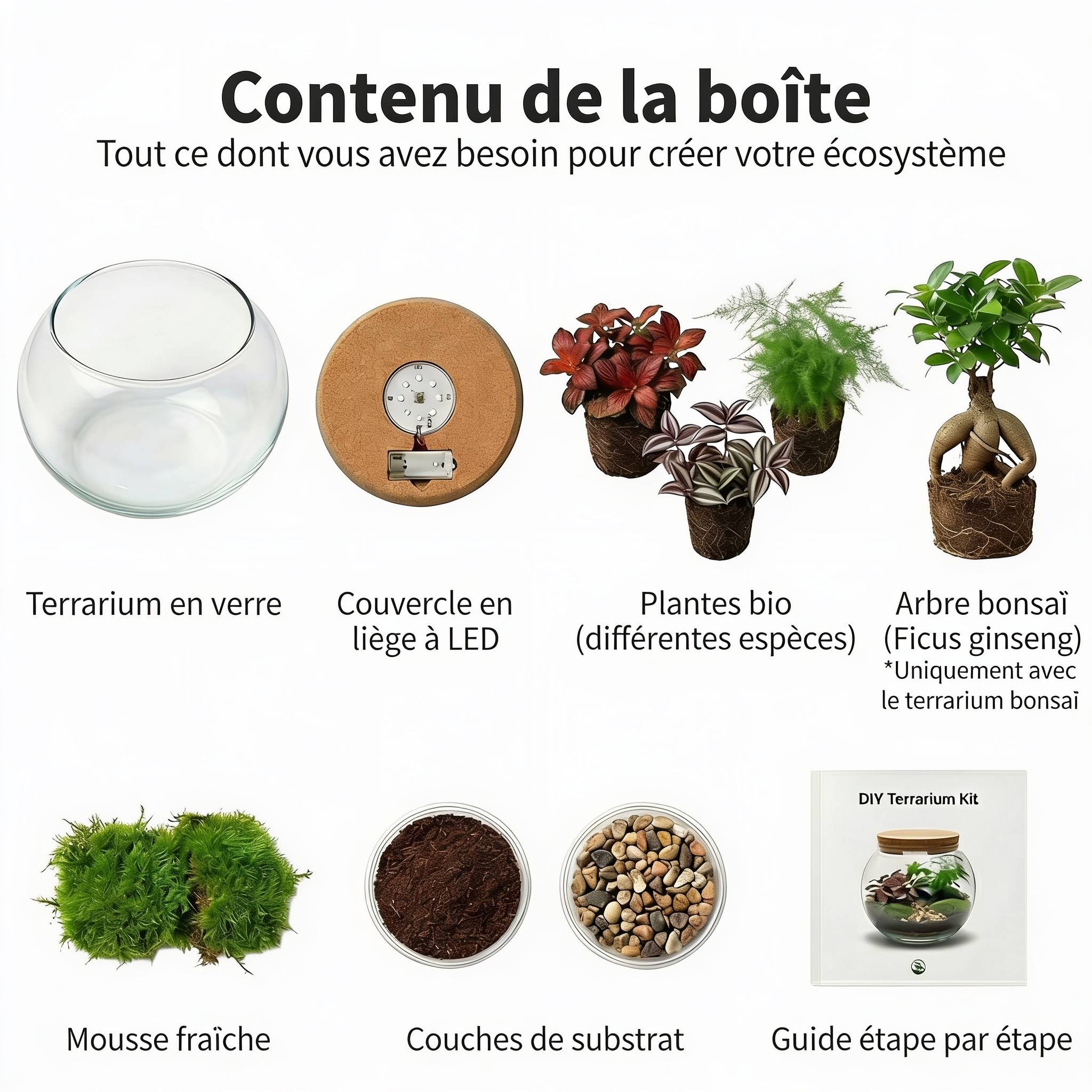 0 - Terrarium Grand - Ø25 cm - Écosystème - Verre - DIY - Image 5