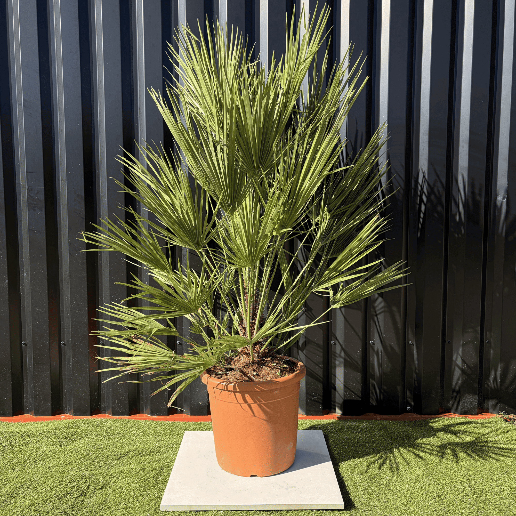 Palmier Chamaerops Humilis, H.160 cm - Image 1