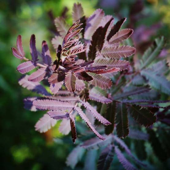 Acacia baileyana Purpurea - Mimosa de Bailey pourpre Pot de 3L/4L