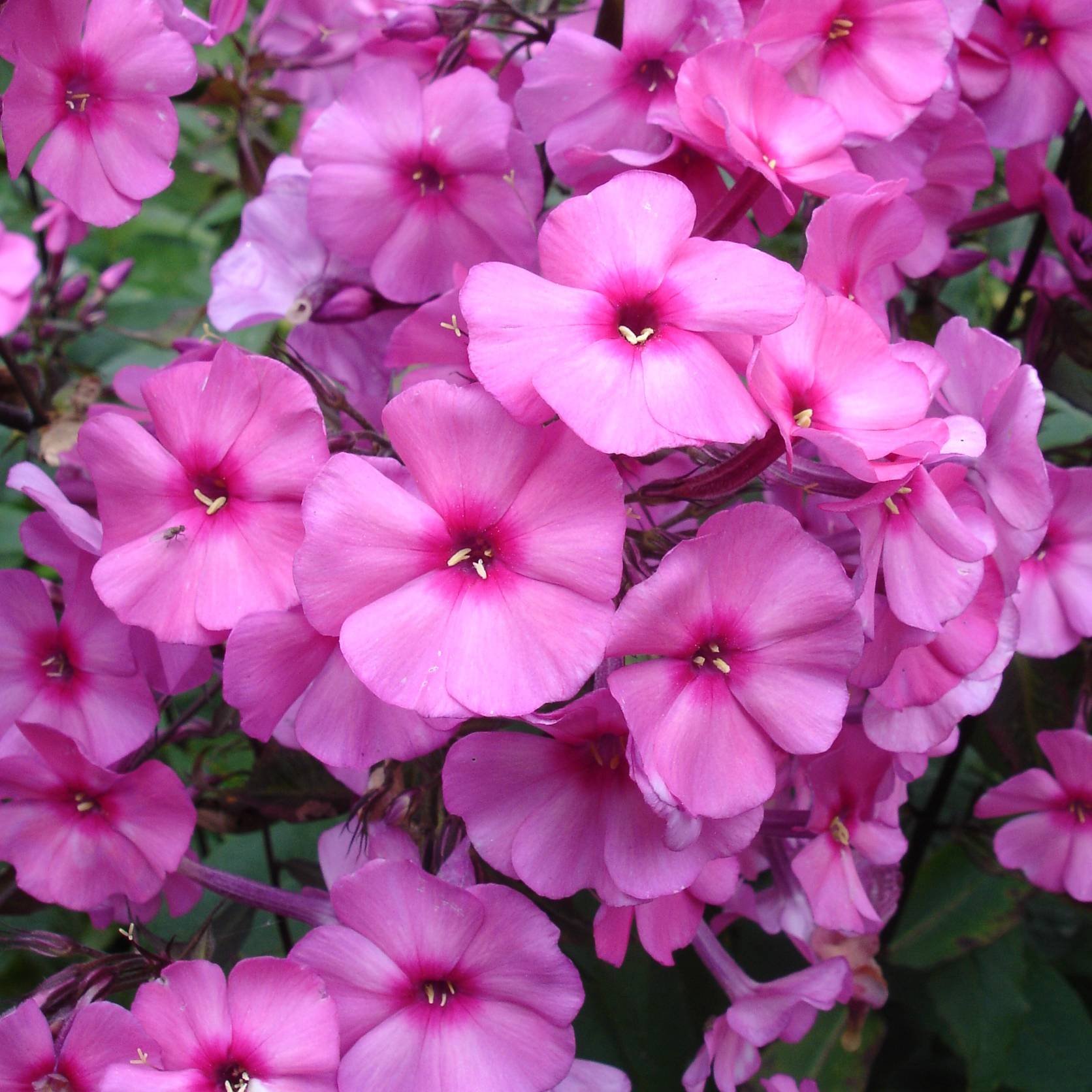Phlox paniculata Amethyst Godet de 8/9 cm