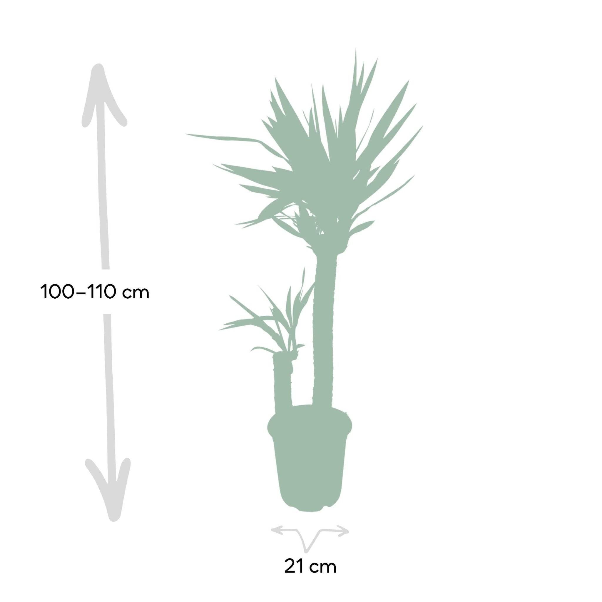 La Green Touch - Yucca XL  h100.0cm 100cm - Plante d'intérieur- La Green Touch - Imagen 5