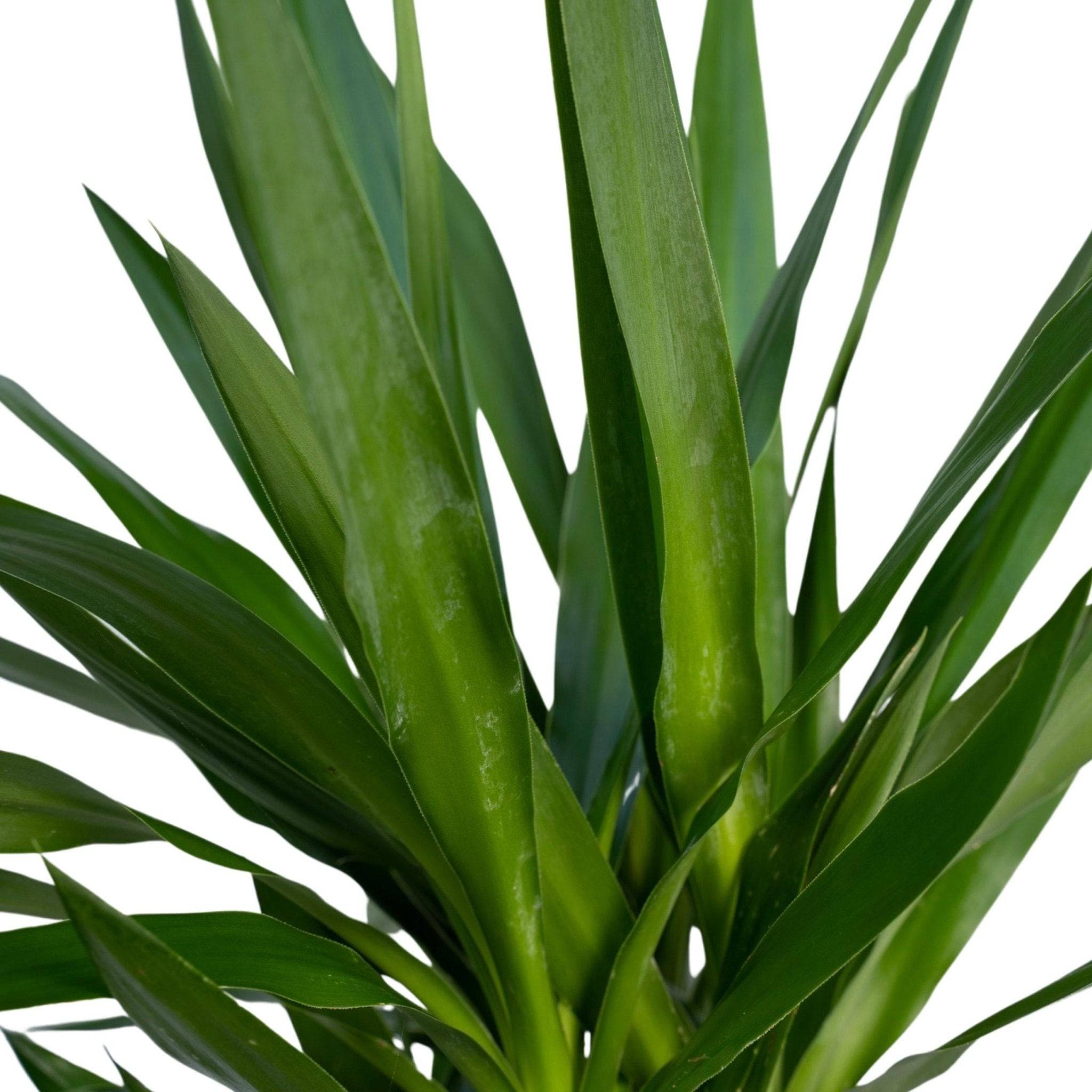 La Green Touch - Yucca XL  h100.0cm 100cm - Plante d'intérieur- La Green Touch - Imagen 4