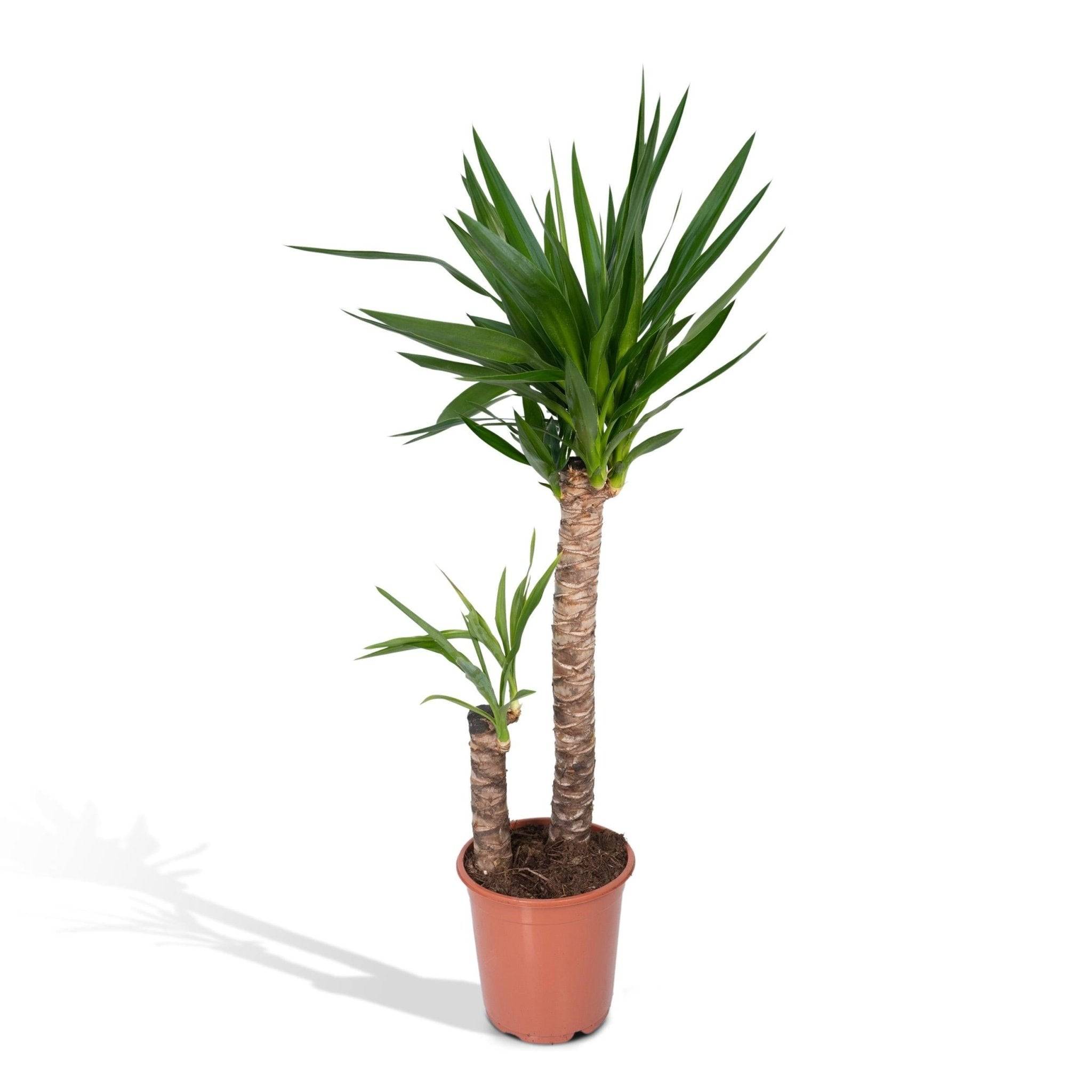 La Green Touch - Yucca XL  h100.0cm 100cm - Plante d'intérieur- La Green Touch - Imagen 1