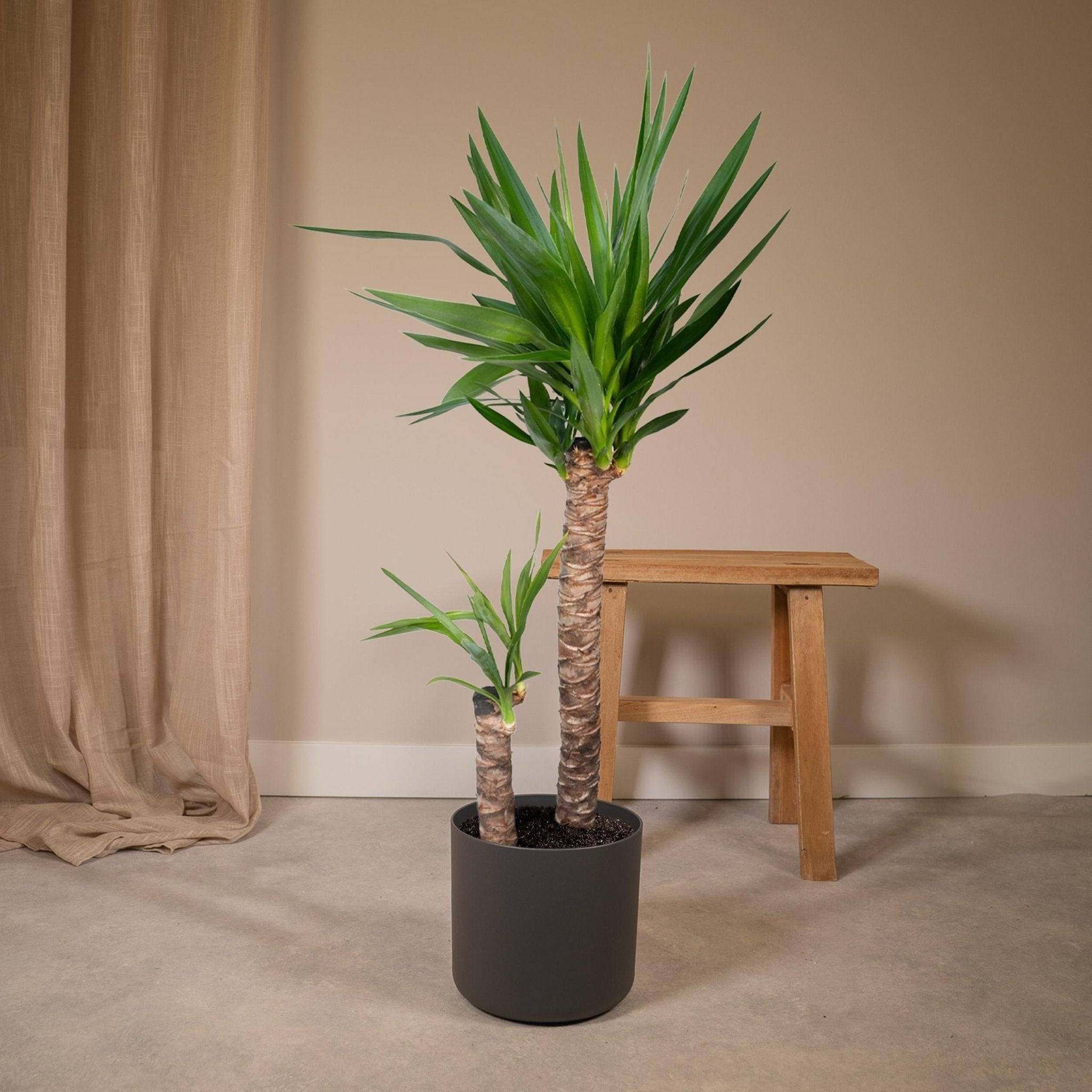 La Green Touch - Yucca XL  h100.0cm 100cm - Plante d'intérieur- La Green Touch - Imagen 3