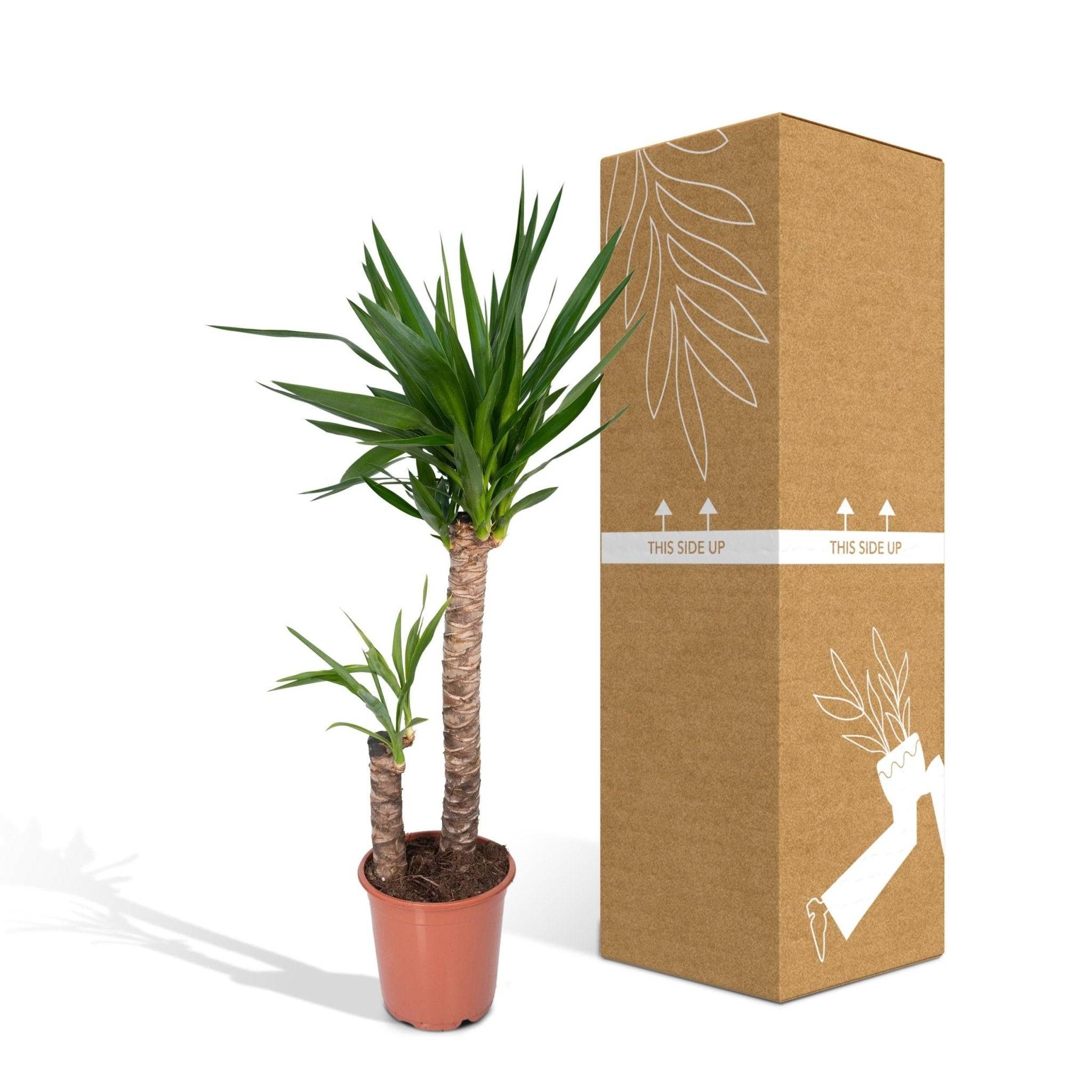 La Green Touch - Yucca XL  h100.0cm 100cm - Plante d'intérieur- La Green Touch - Imagen 6