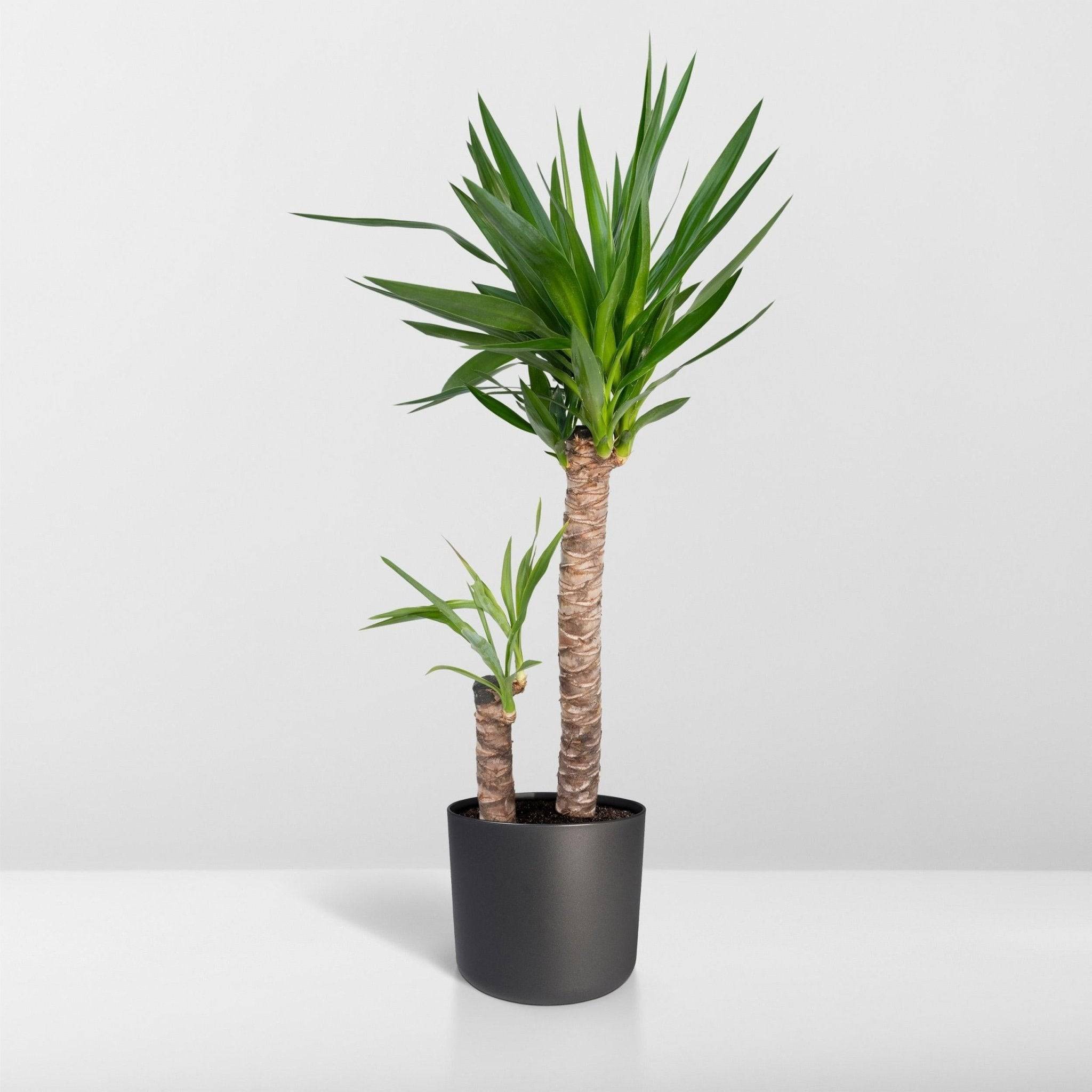 La Green Touch - Yucca XL  h100.0cm 100cm - Plante d'intérieur- La Green Touch - Imagen 8