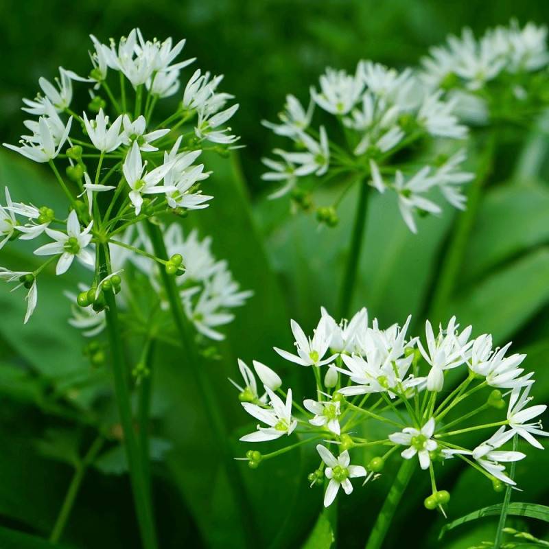 Ail des Ours à fleurs Blanche/ - feuillage Semi-Persistant - Godet - 5/20 cm - Imagen 1