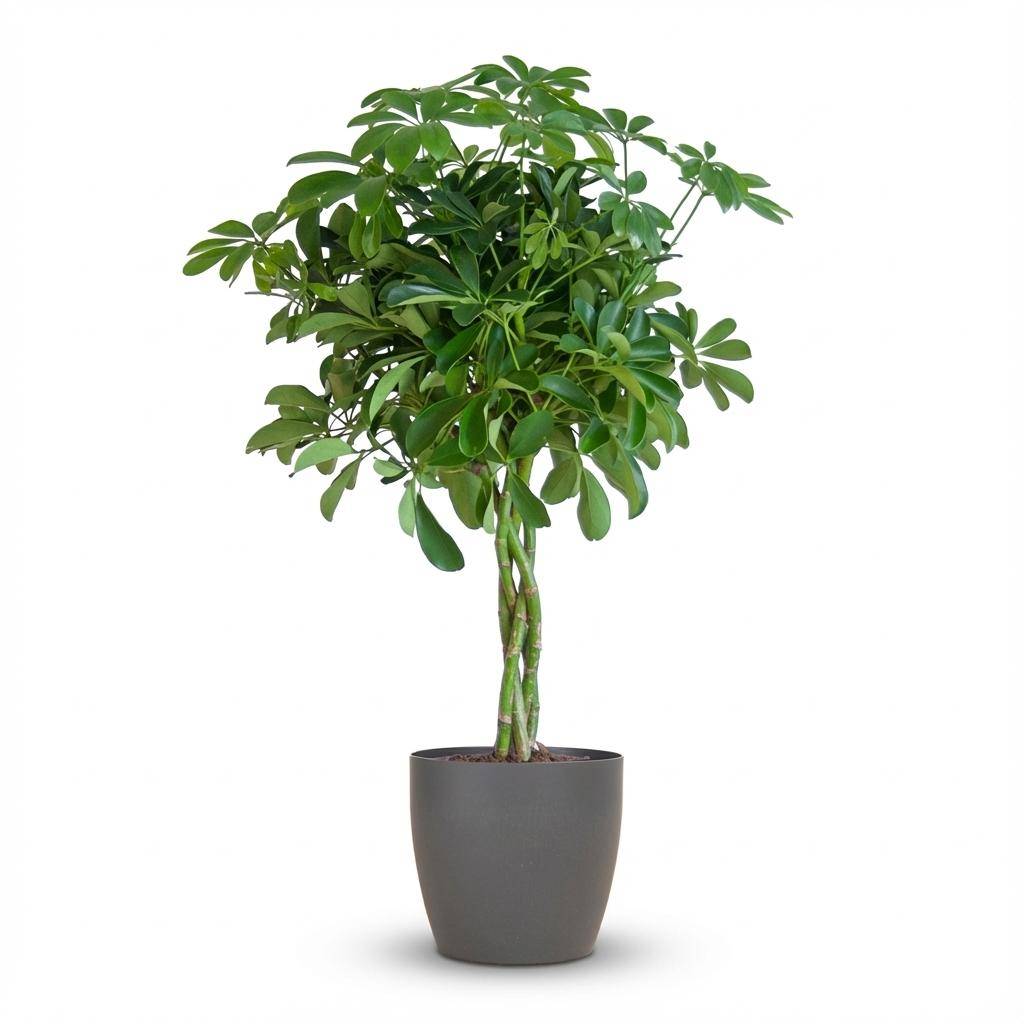 Schefflera Arab Nora - Pot de 21cm - Hauteur 70cm - Gris - Plantes d'intérieur