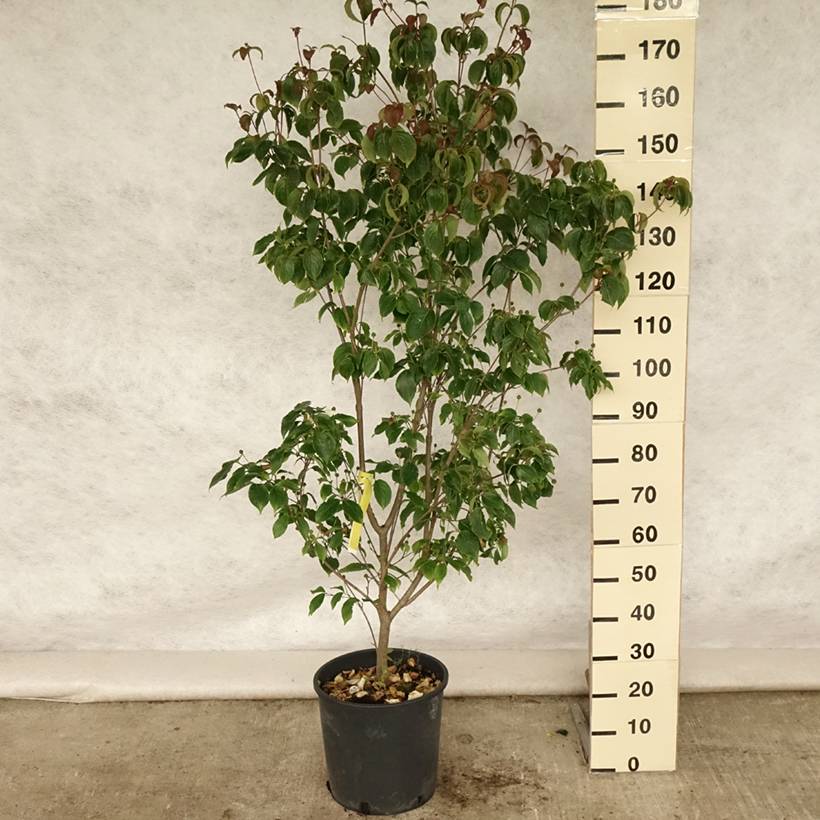 Cornus kousa Wieting's Select - Cornouiller du Japon Pot de 18L/20L - Image 2