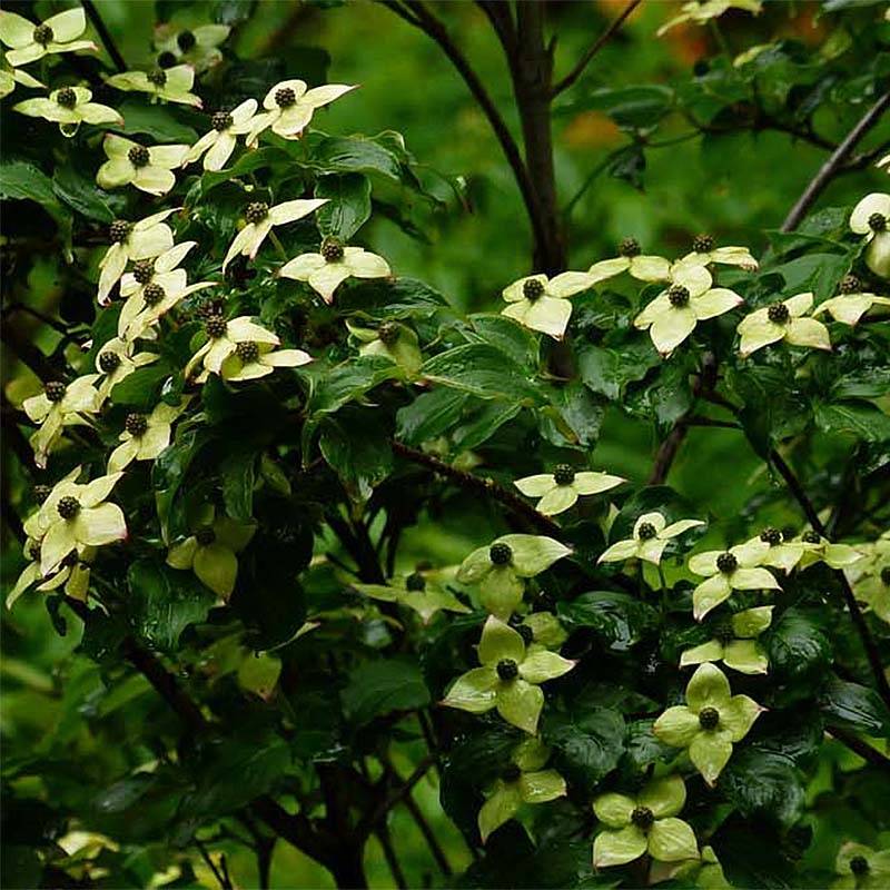 Cornus kousa Wieting's Select - Cornouiller du Japon Pot de 18L/20L - Image 1