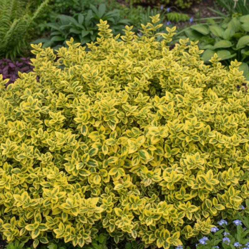 Fusain persistant Emerald'n Gold, Euonymus - Pot de 3L - 20/40 cm - Imagen 5