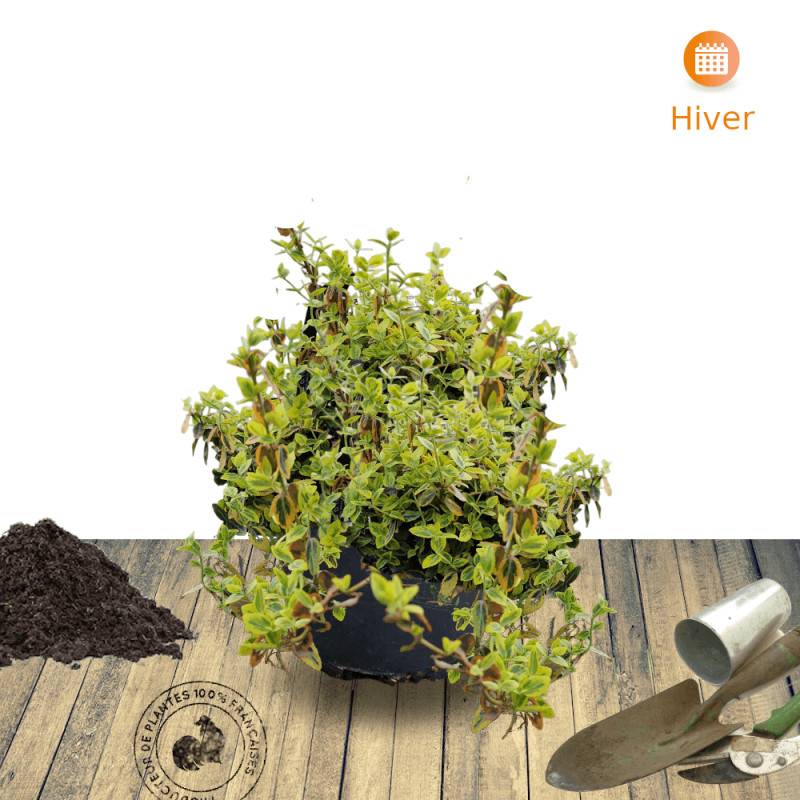 Fusain persistant Emerald'n Gold, Euonymus - Pot de 3L - 20/40 cm - Imagen 8