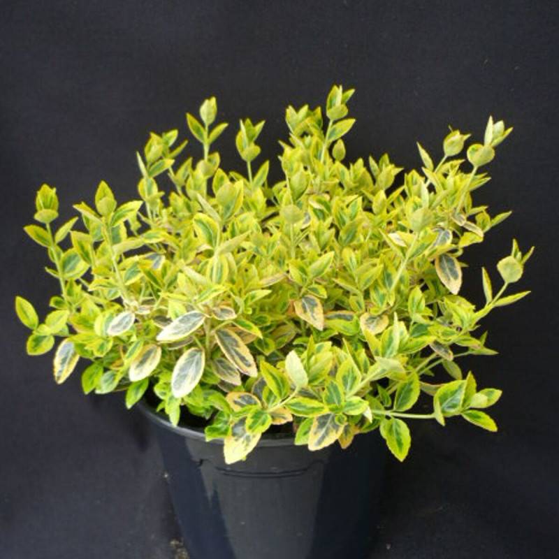 Fusain persistant Emerald'n Gold, Euonymus - Pot de 3L - 20/40 cm - Imagen 6