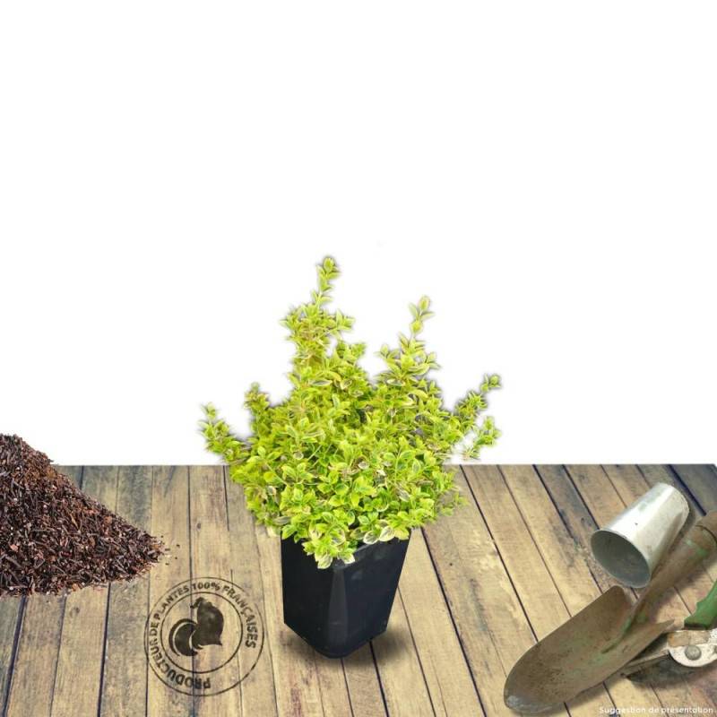 Fusain persistant Emerald'n Gold, Euonymus - Pot de 3L - 20/40 cm - Imagen 9