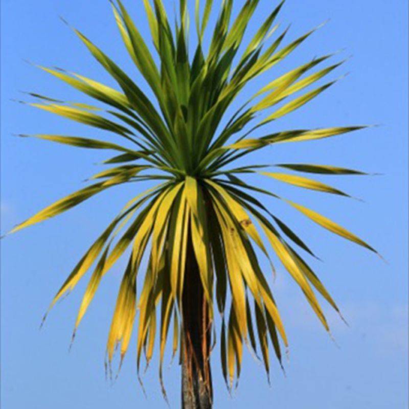 3 Cordylines 'Indivisia' - Lot de 3 vivaces - Pépinières Naudet - Image 1