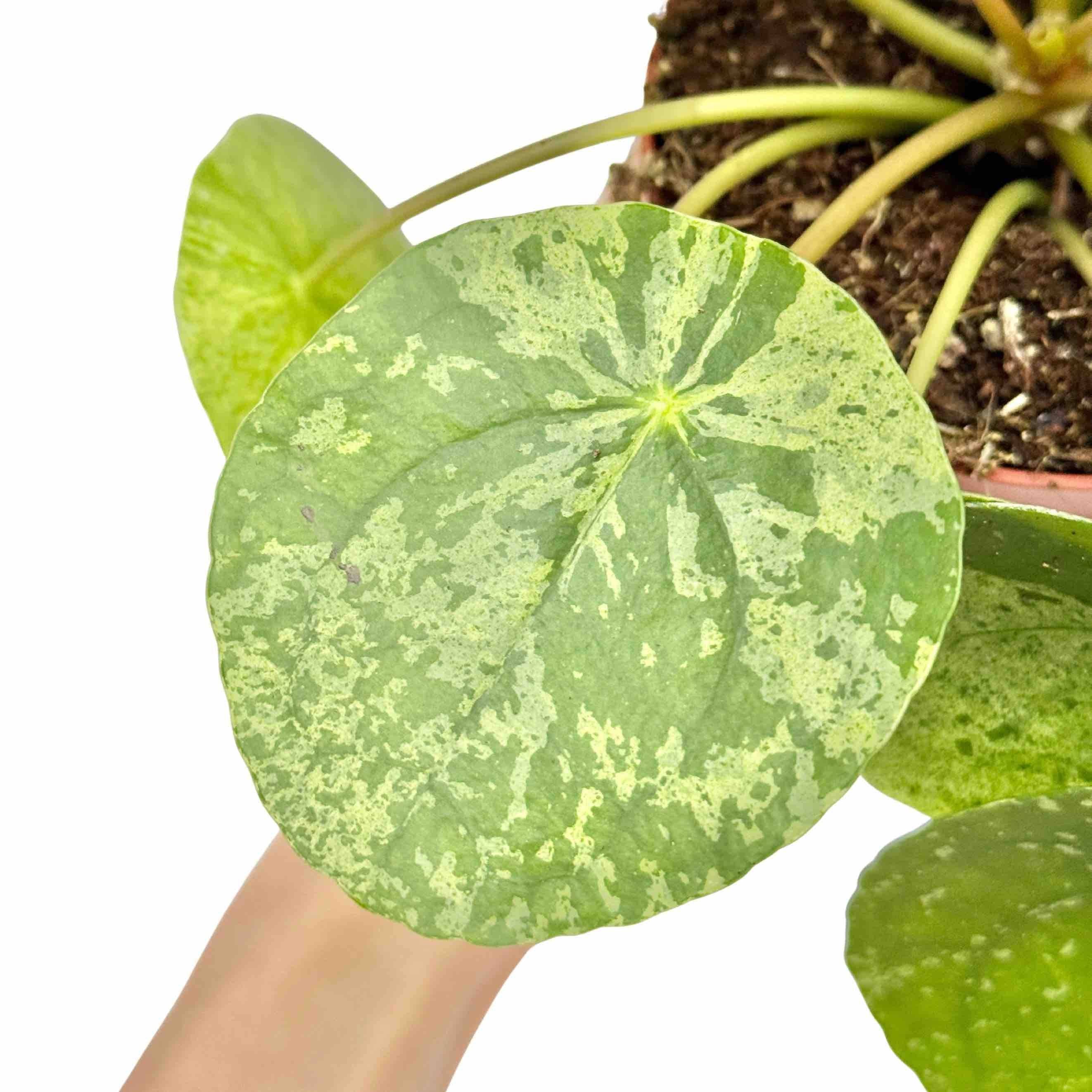Pilea Mojito - Pot de 6cm - Plantes d'intérieur - Image 5