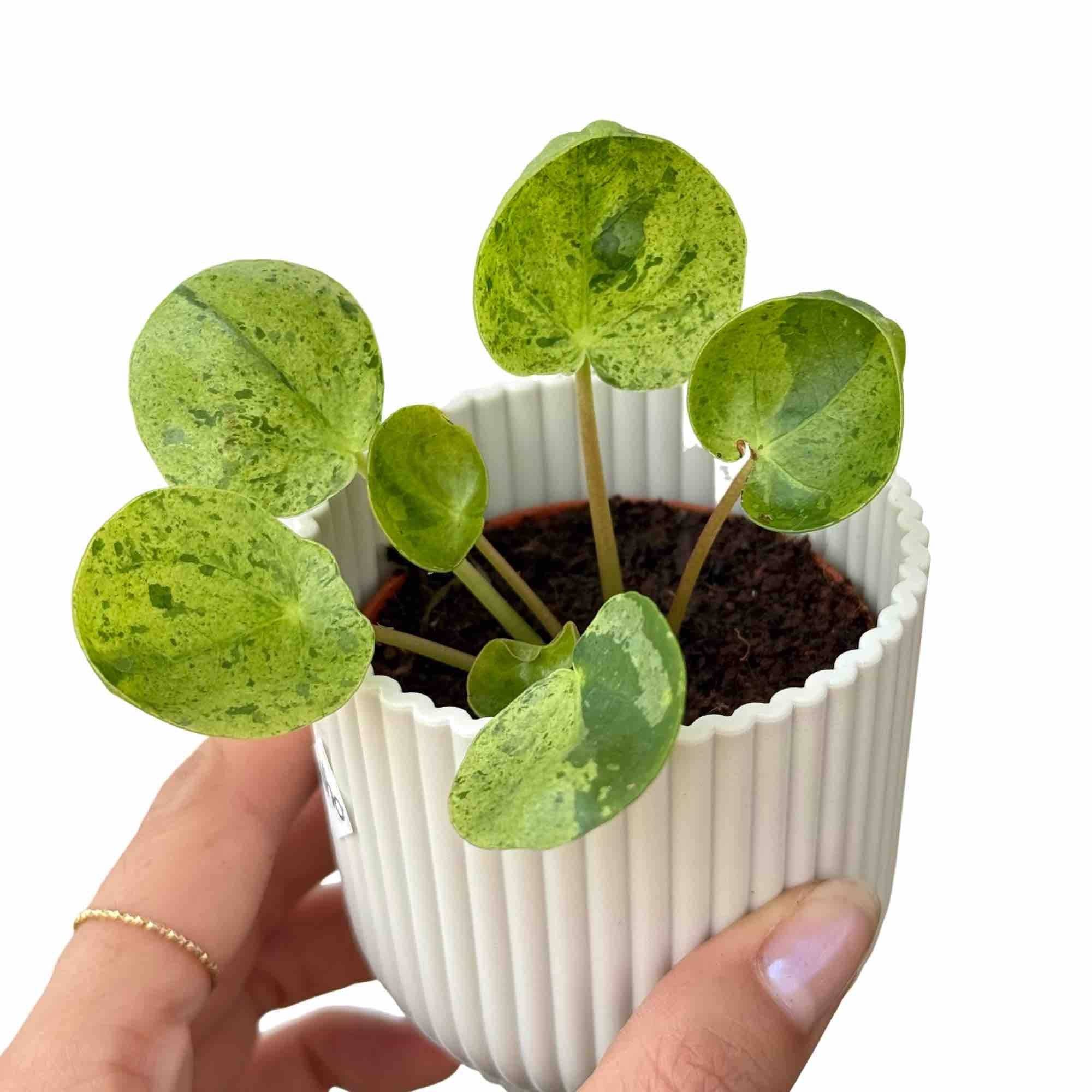 Pilea Mojito - Pot de 6cm - Plantes d'intérieur