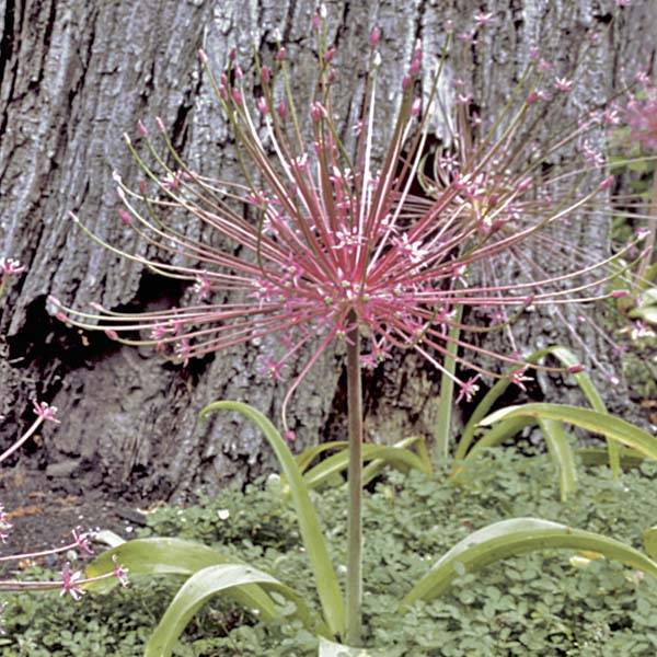 Ail d'ornement - Allium schubertii Bulbe calibre 12+ (par 5)