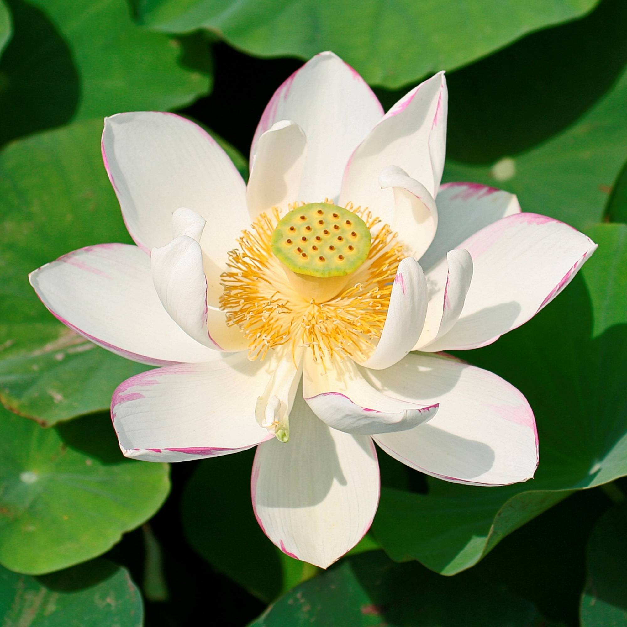 Lotus blanc - Nelumbo nucifera - Lot de 2 avec panier - Image 3