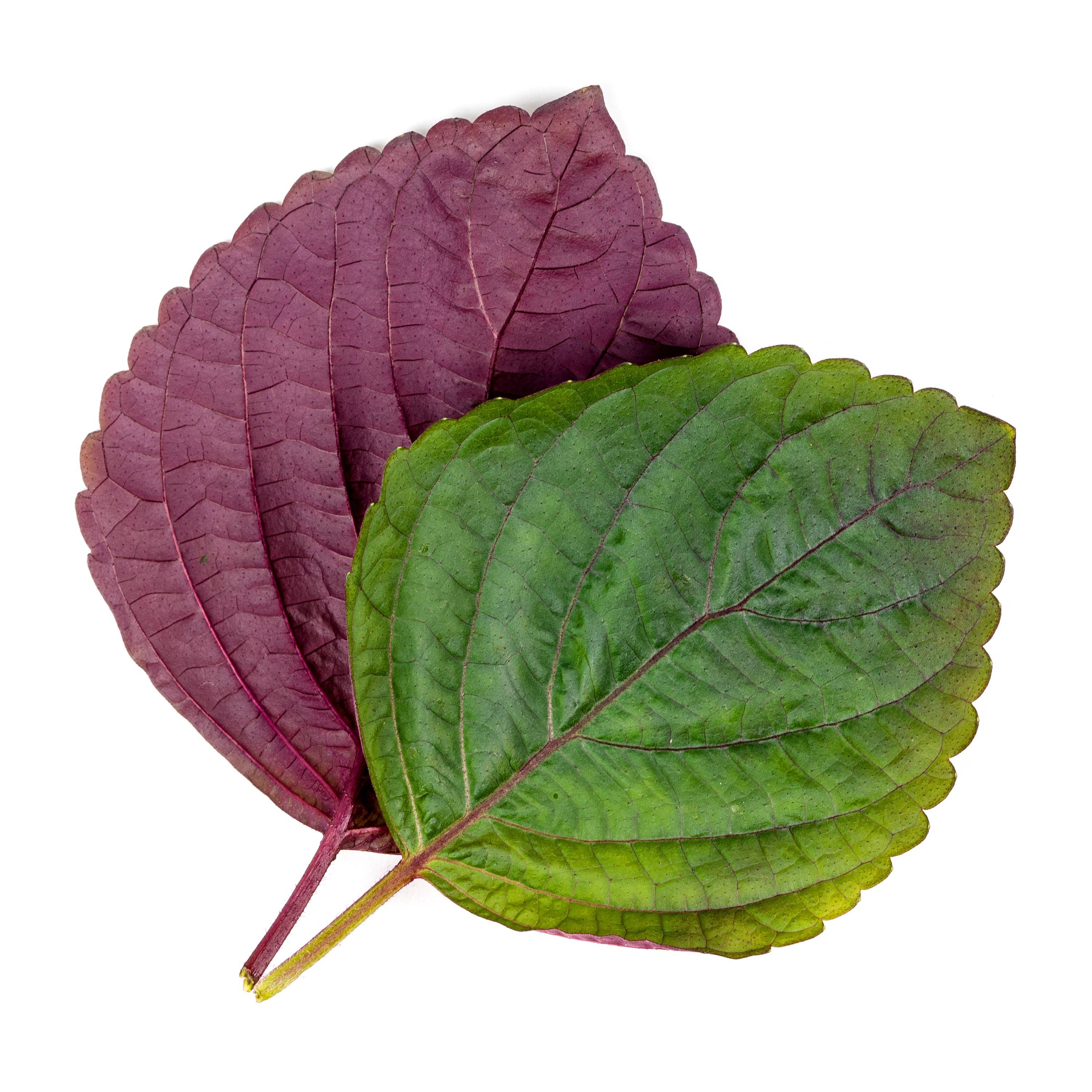 Veritable - Lingot Shiso bicolore - Recharge prête à l'emploi  - Véritable - Imagen 2