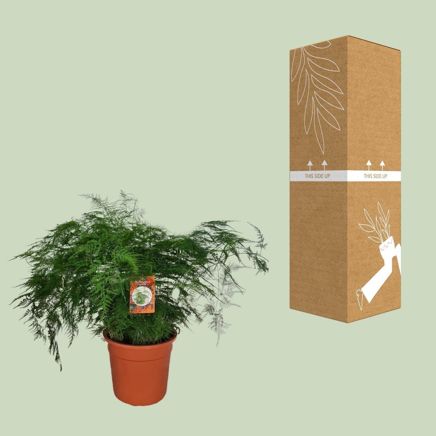 La Green Touch - Asparagus setaceus - Asparagus plumeux - H 70 cm, pot Ø27 cm - Image 3