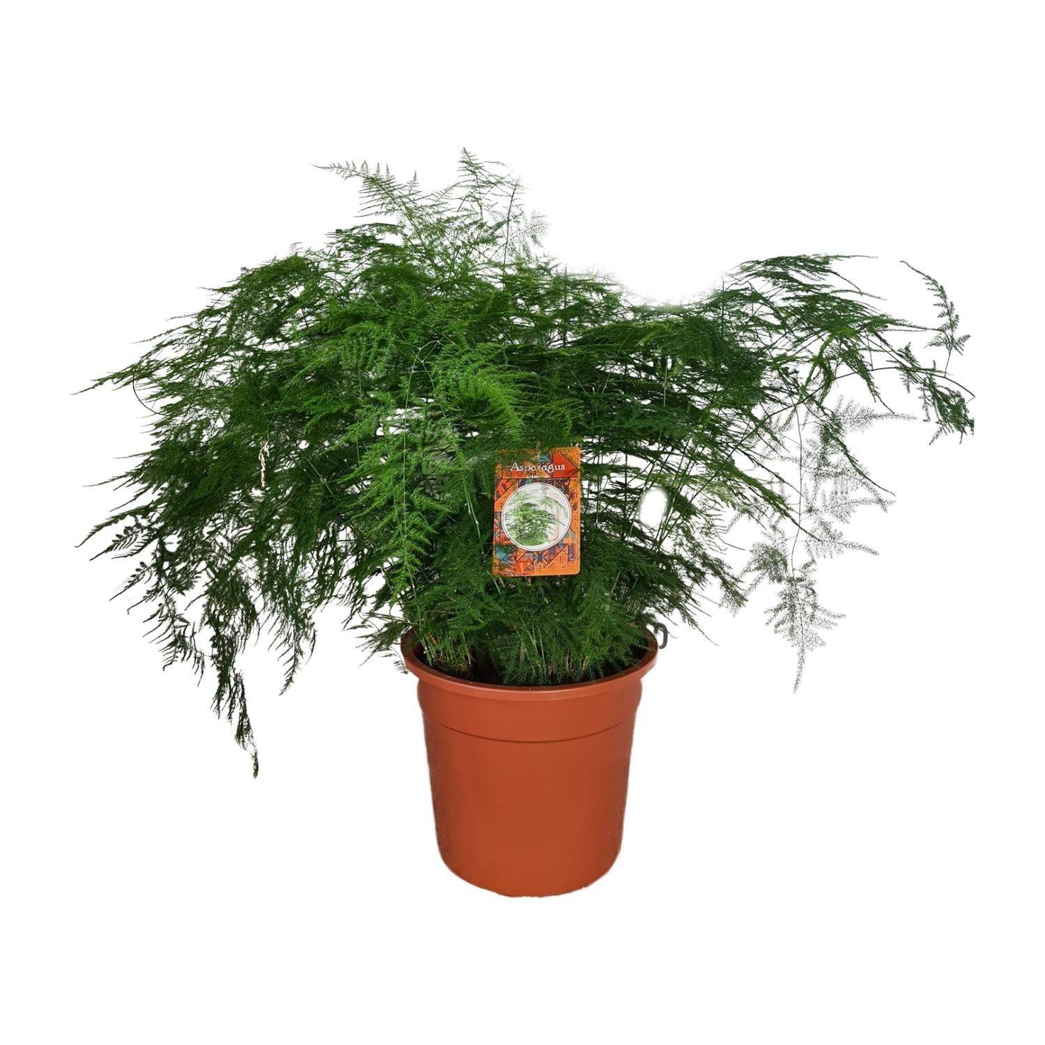 La Green Touch - Asparagus setaceus - Asparagus plumeux - H 70 cm, pot Ø27 cm