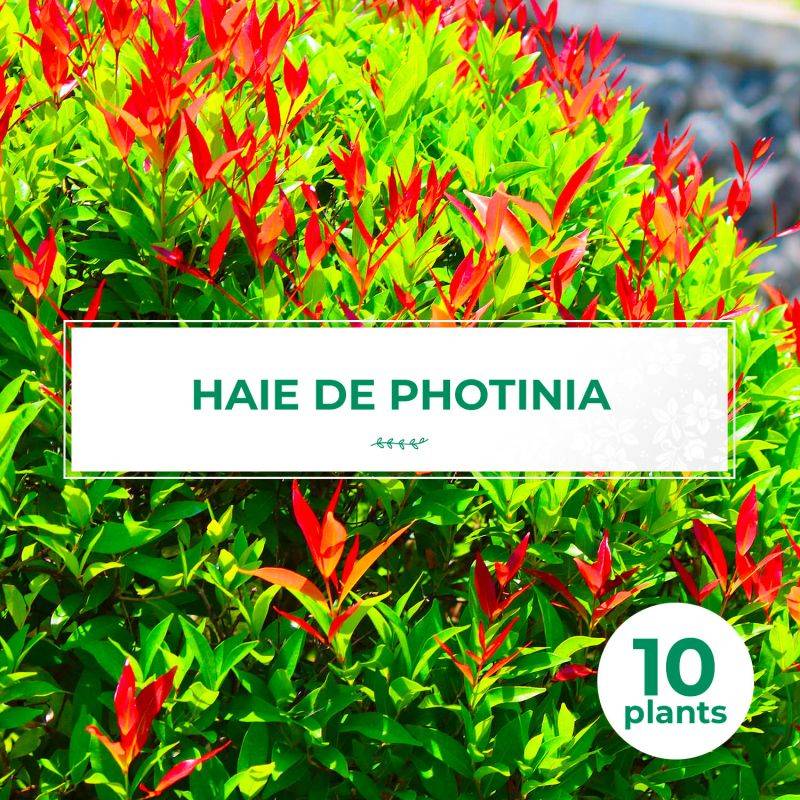 10 Photinia (Photinia Fraseri 'Red Robin') - Haie de Photinia Red Robin -  - Pépinières Naudet - Image 2