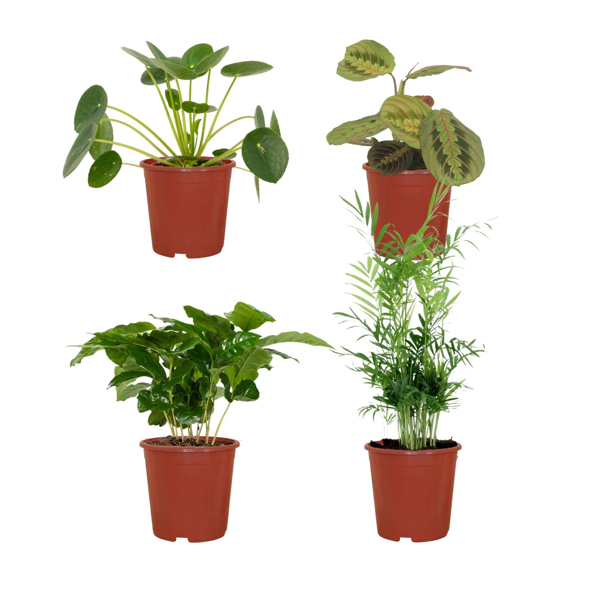 La Green Touch - Coffret plantes pets friendly - Lot de 4 plantes 40cm - Plante d'intérieur- La Green Touch - Imagen 3