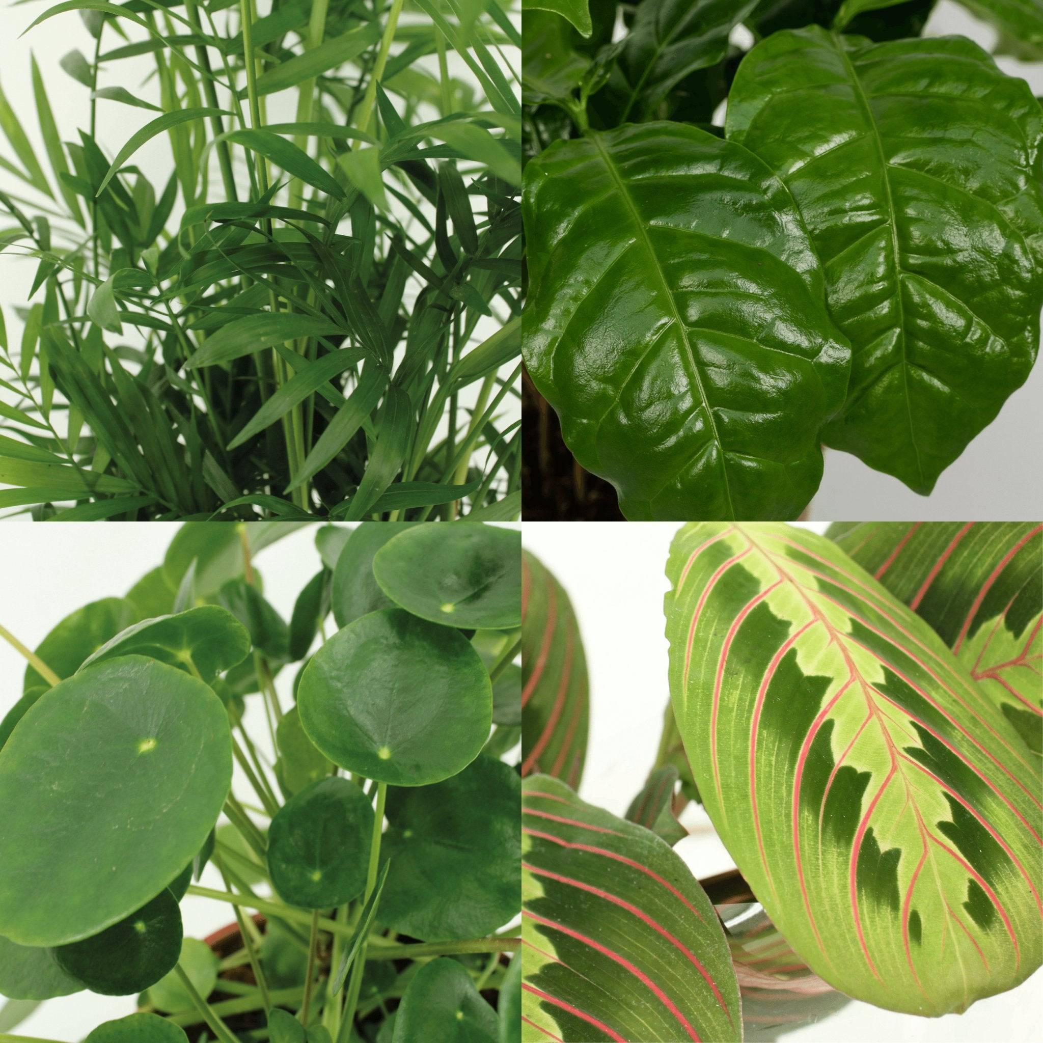 La Green Touch - Coffret plantes pets friendly - Lot de 4 plantes 40cm - Plante d'intérieur- La Green Touch - Imagen 4