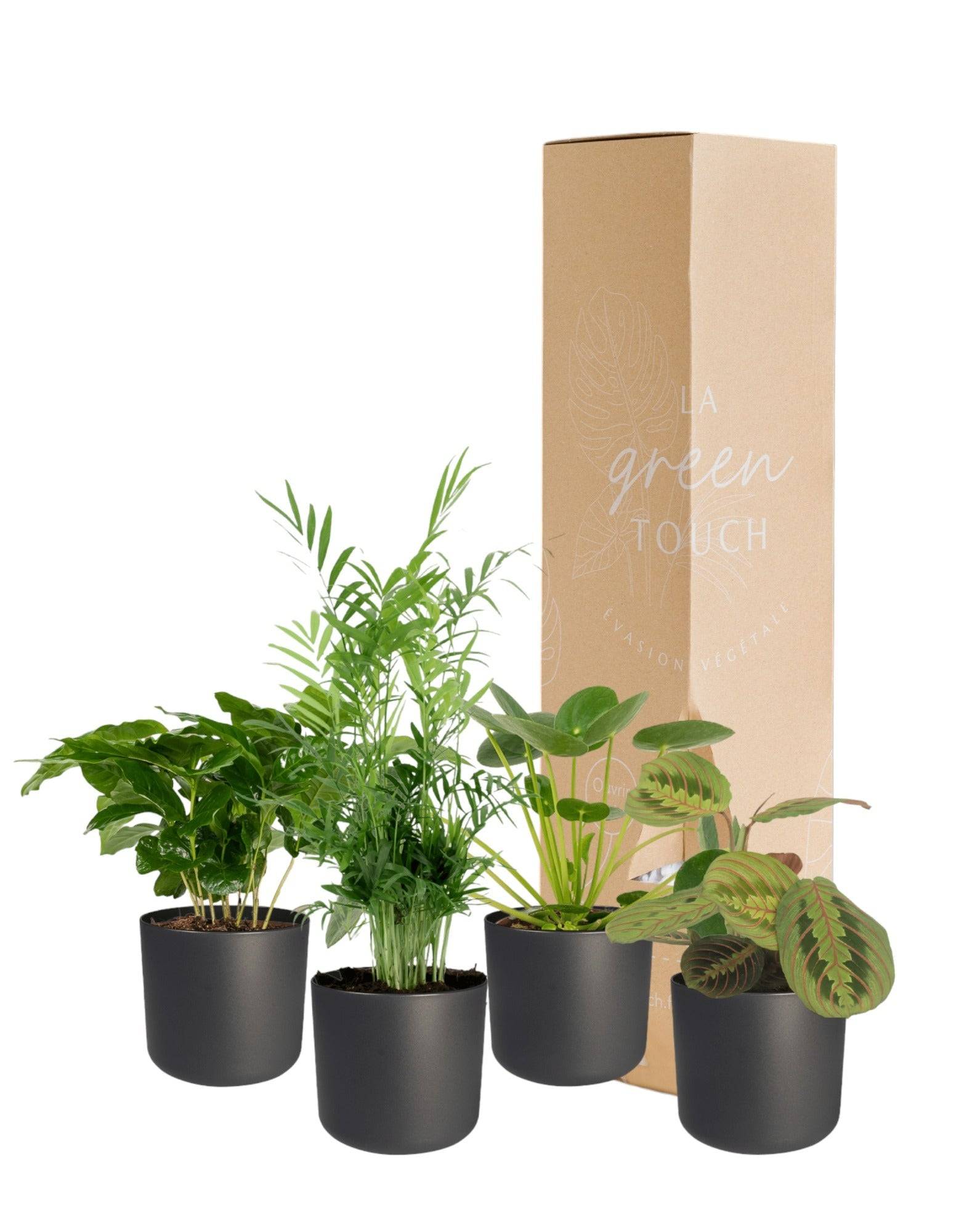 La Green Touch - Coffret plantes pets friendly - Lot de 4 plantes 40cm - Plante d'intérieur- La Green Touch - Imagen 6