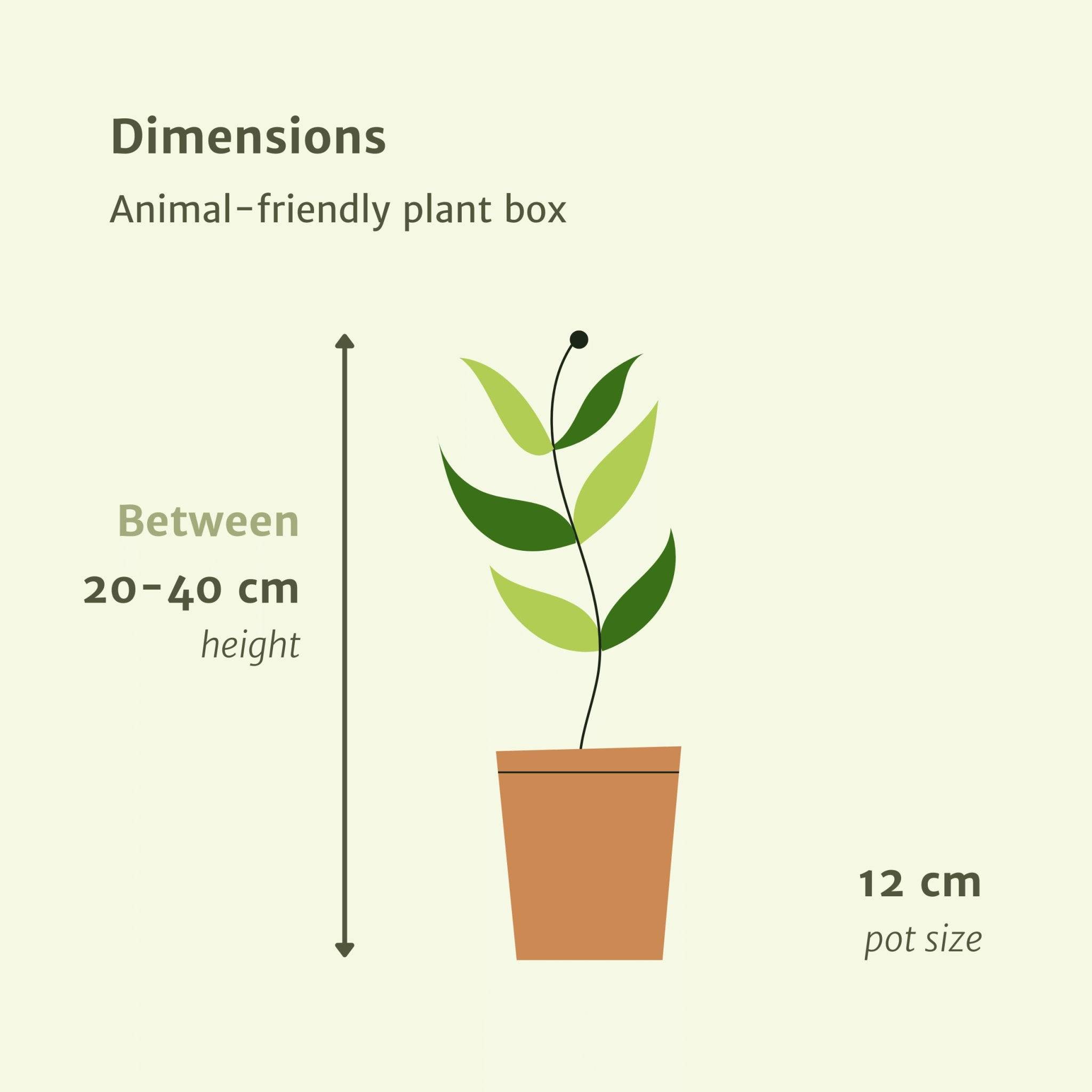 La Green Touch - Coffret plantes pets friendly - Lot de 4 plantes 40cm - Plante d'intérieur- La Green Touch - Imagen 7